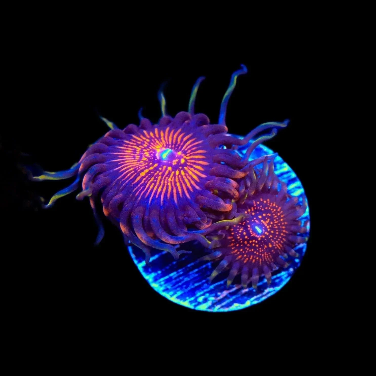 God of War Zoanthids Coral - Image 2