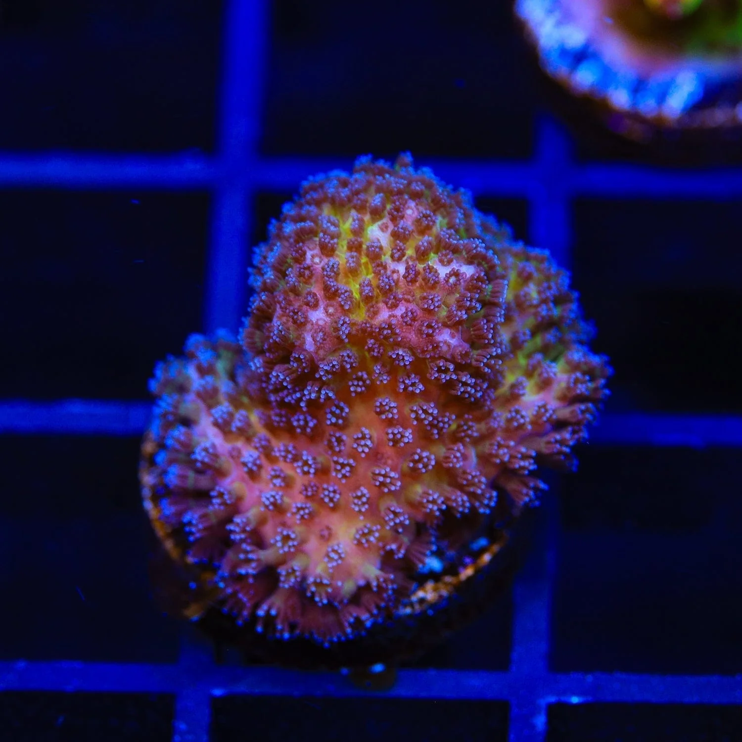Gold Pocillopora Coral - Image 2