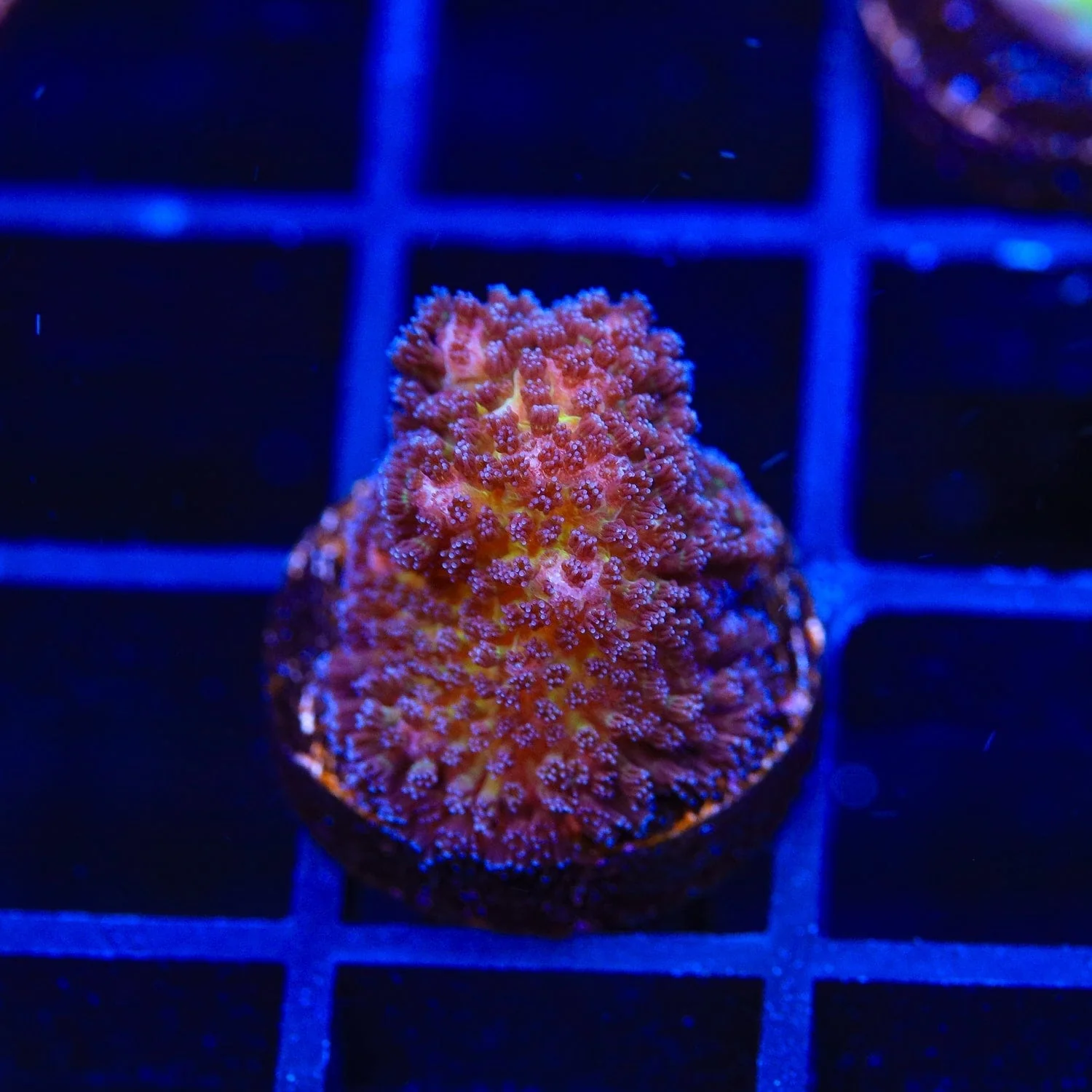 Gold Pocillopora Coral - Image 3