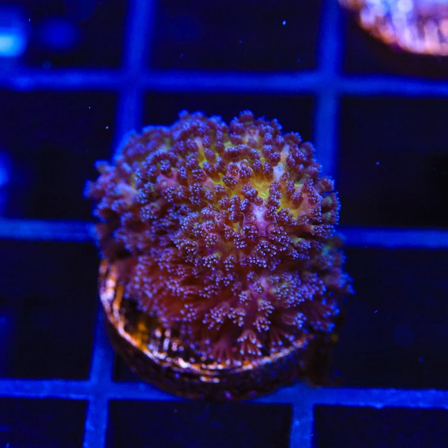 Gold Pocillopora Coral - Image 4