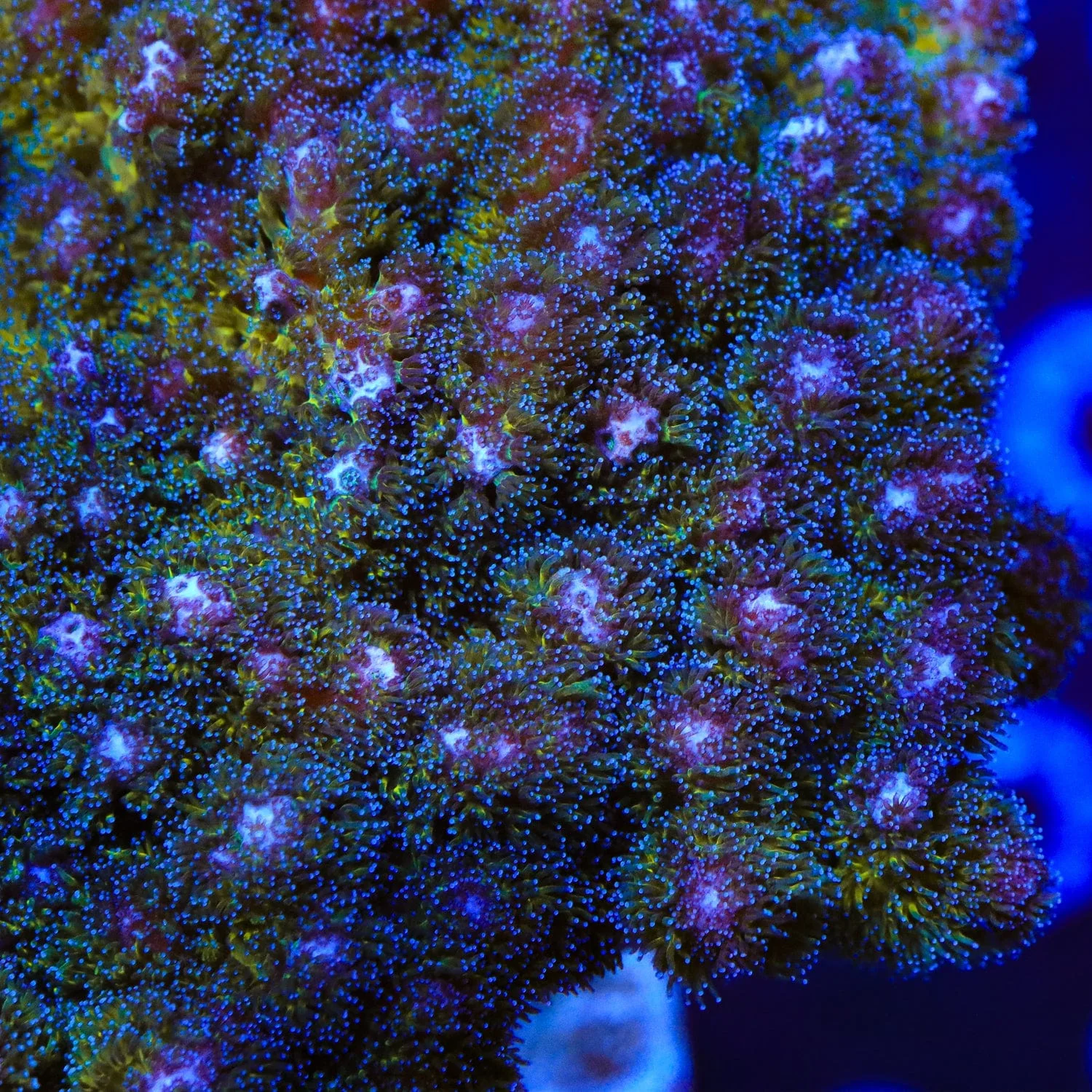 Gold Pocillopora Coral - Image 5