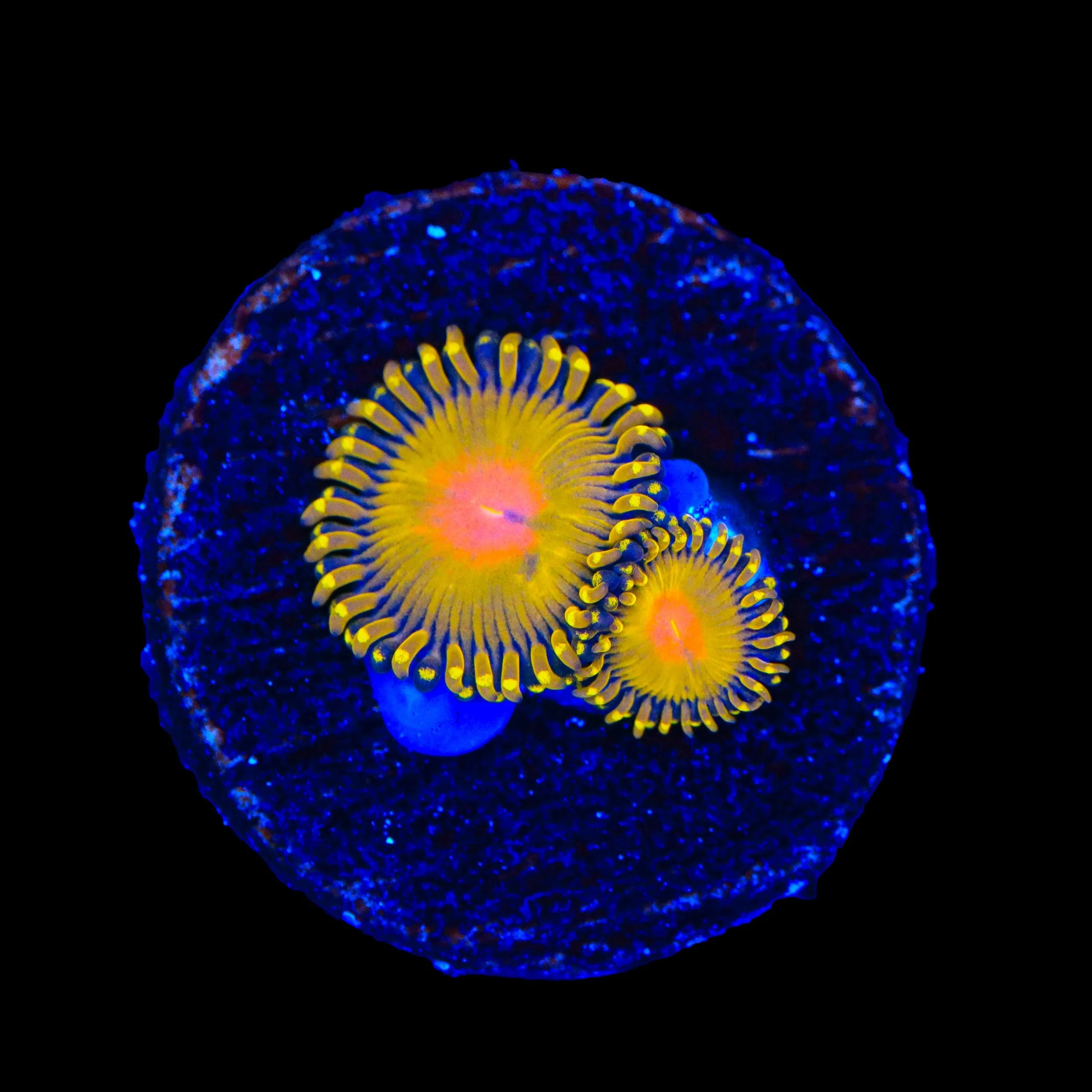 Golden Gods Zoanthids Coral - Image 2