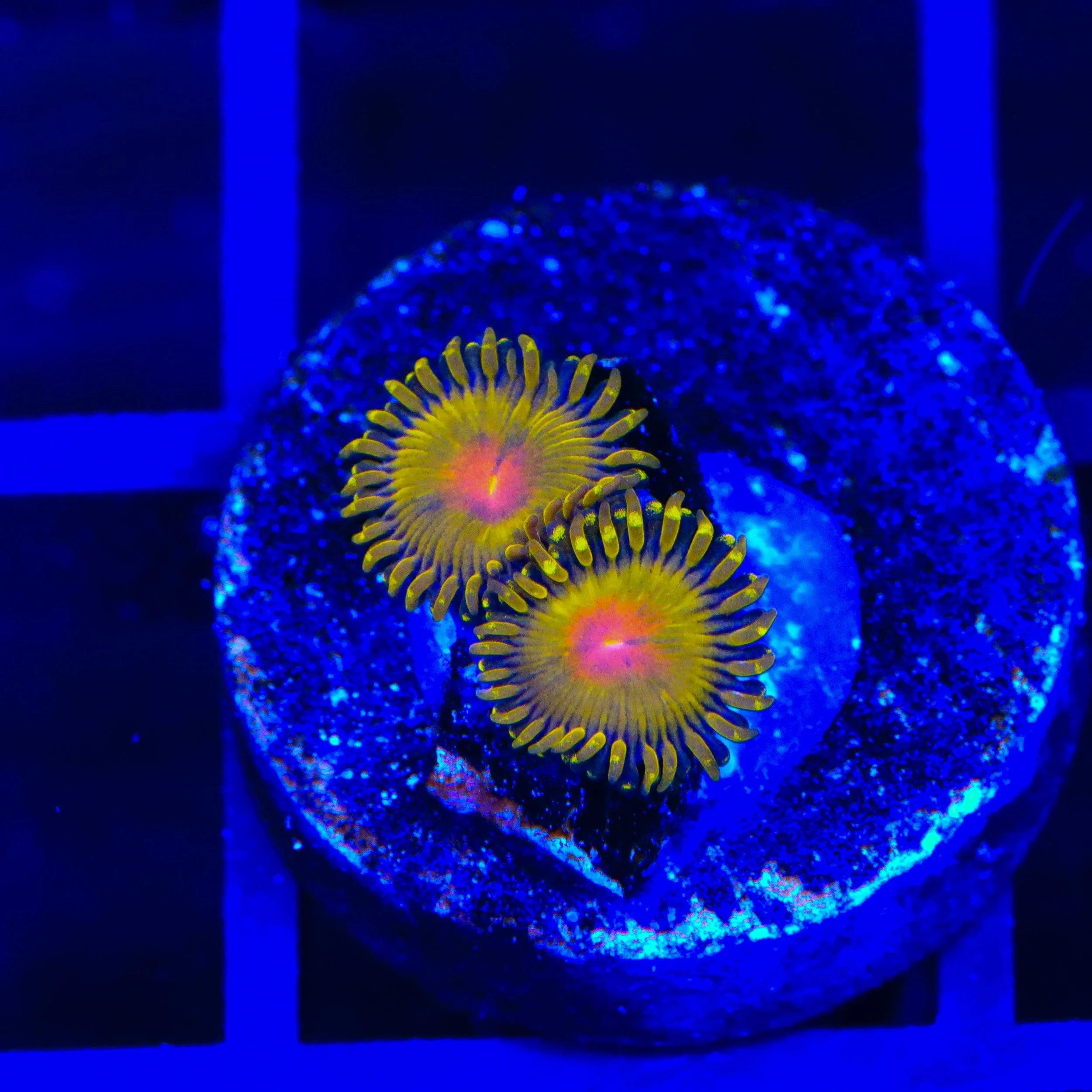 Golden Gods Zoanthids Coral - Image 3