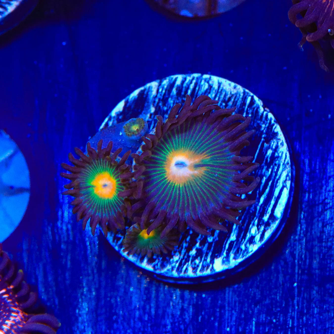Gorilla Nipple Zoanthids Coral - Image 3