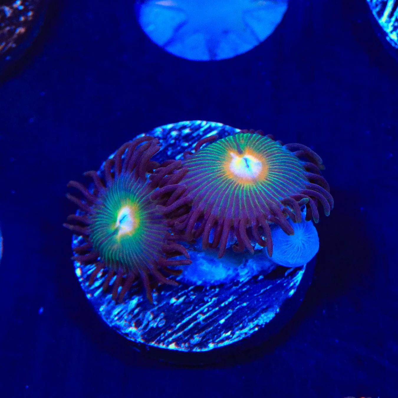 Gorilla Nipple Zoanthids Coral - Image 4