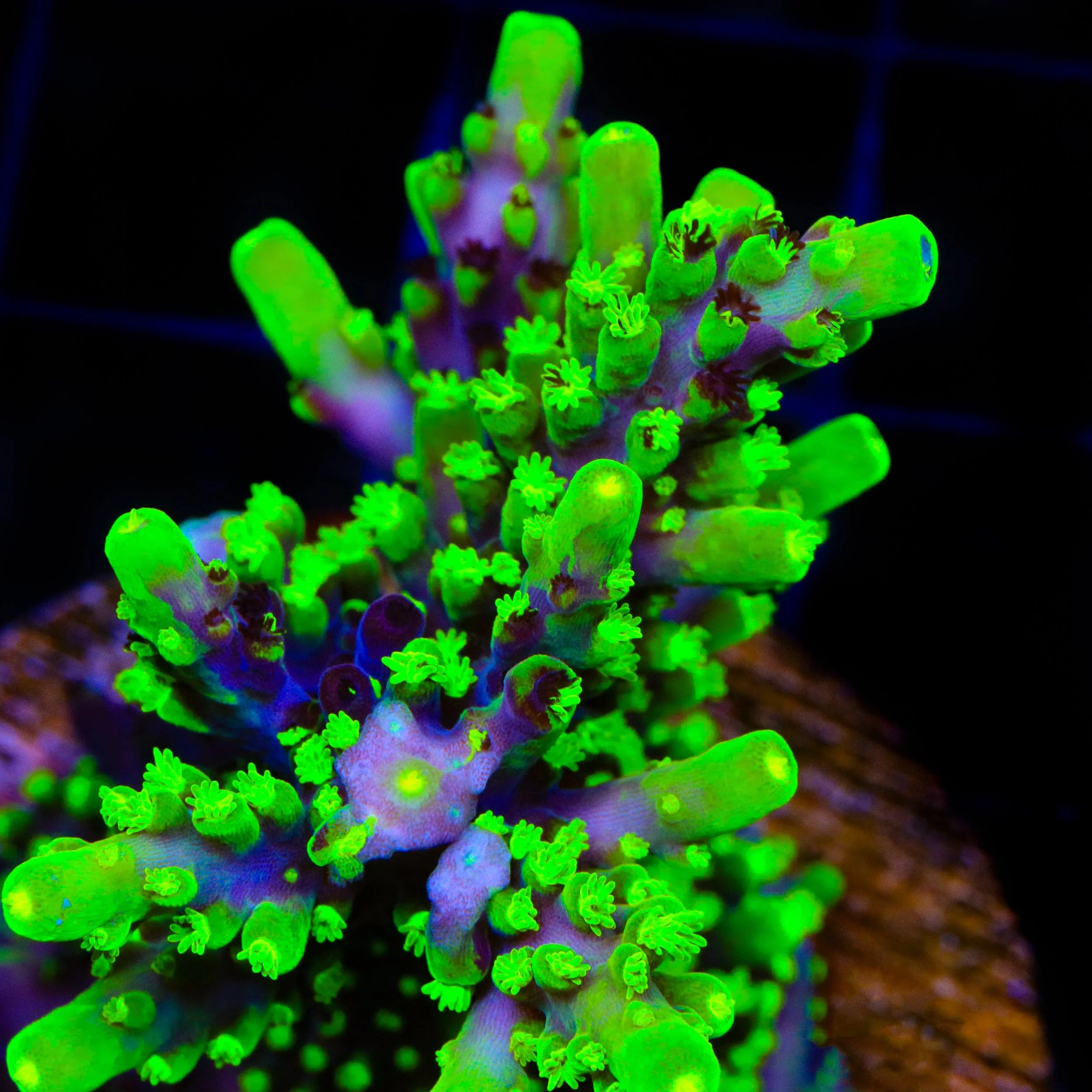Grafted JF Fox Flame Acropora Coral - Image 2