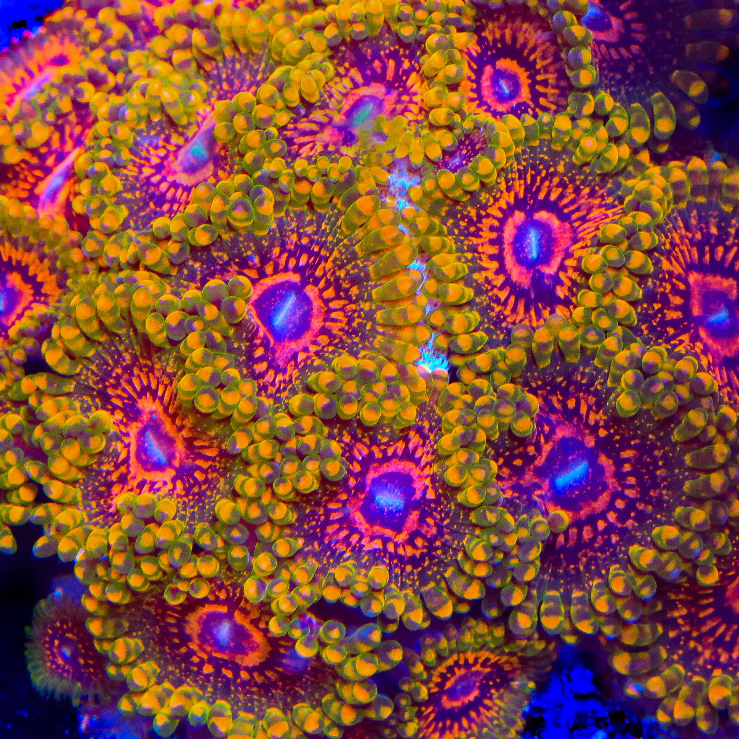 Grand Master Krakatoa Zoanthids Coral