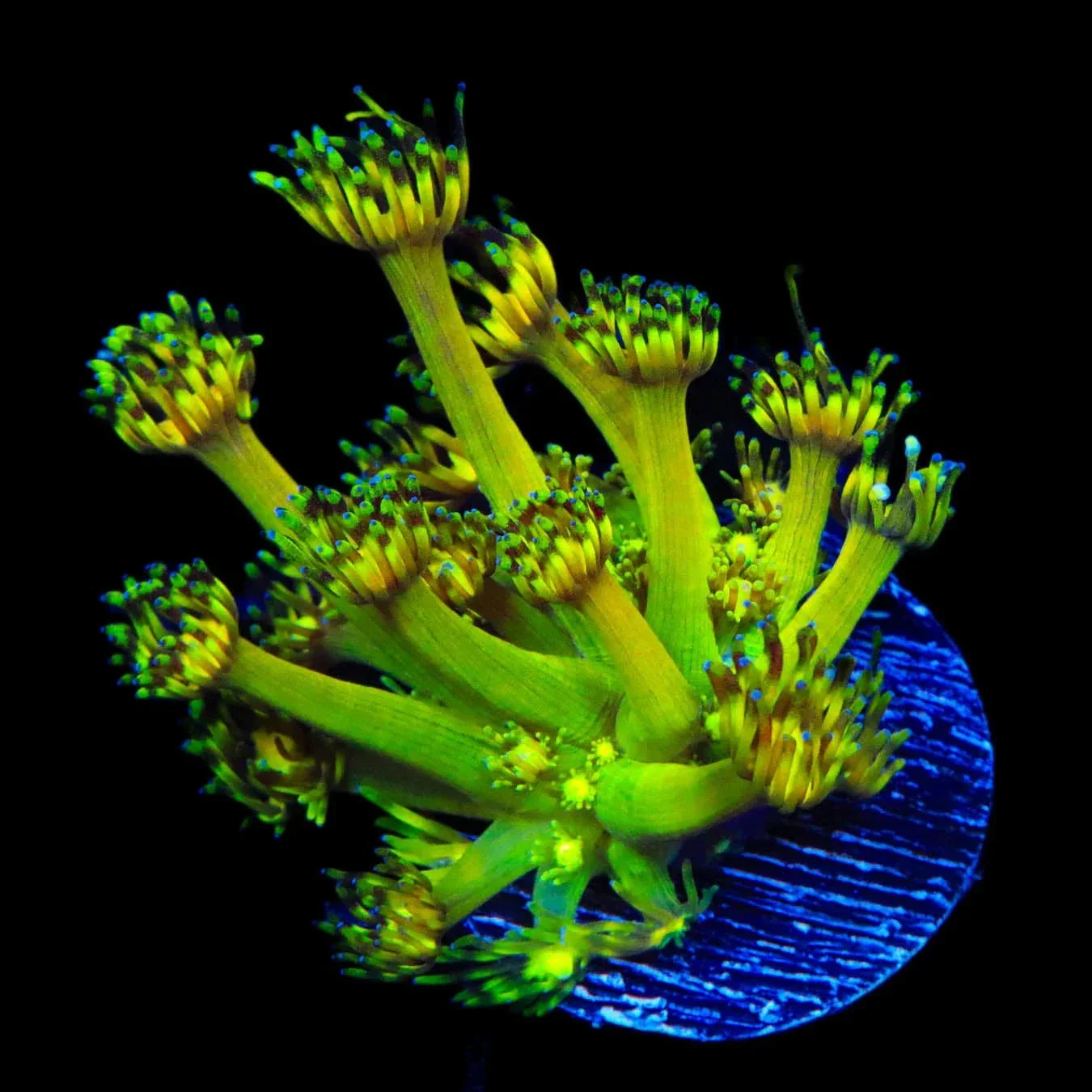 Grandmaster Goniopora Coral - Image 3