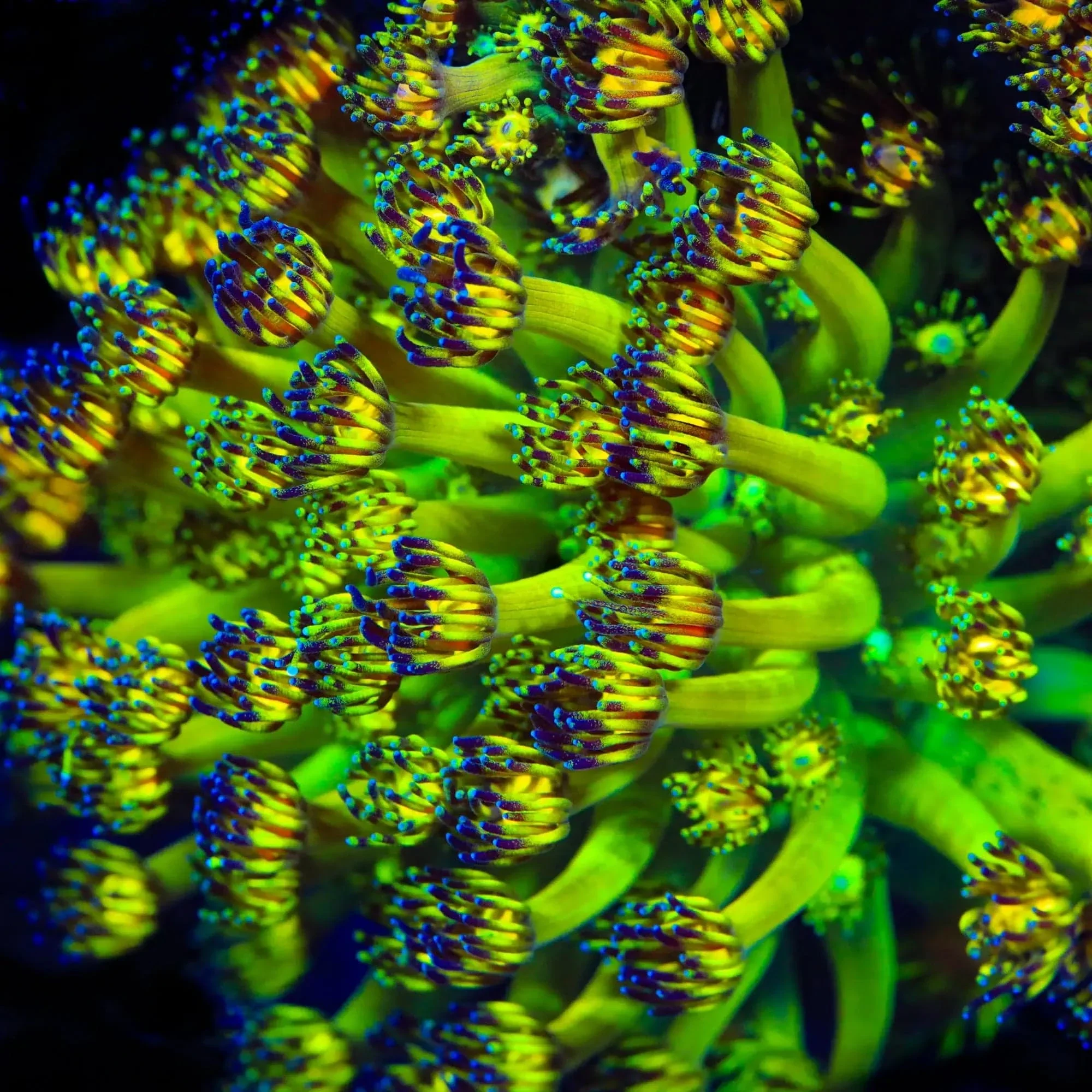 Grandmaster Goniopora Coral - Image 4