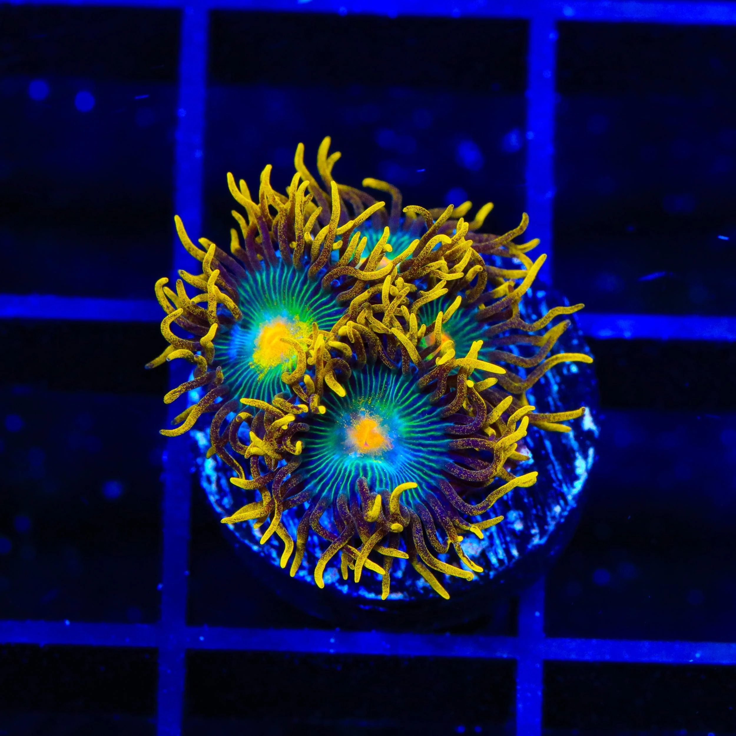 Green Bay Packer Zoanthids Coral