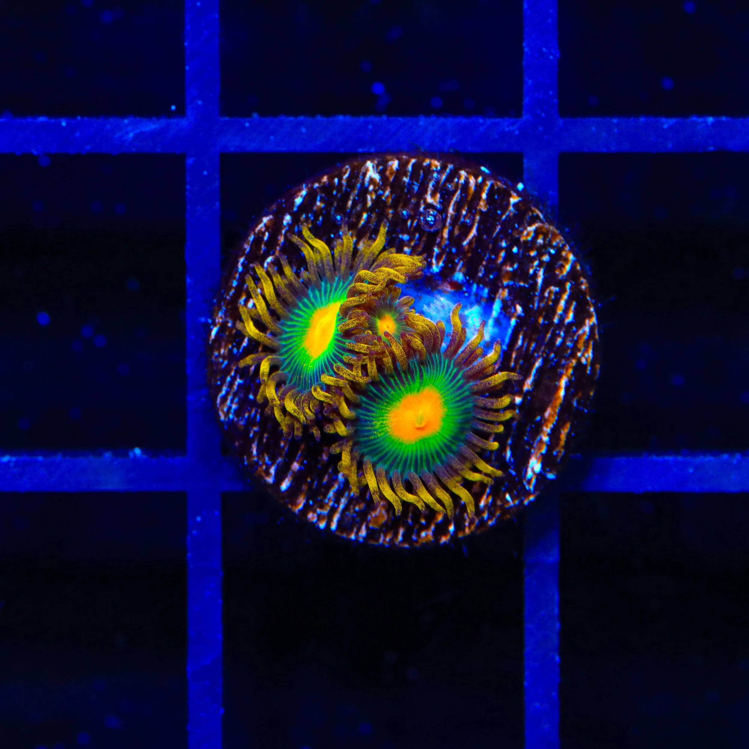 Green Bay Packer Zoanthids Coral - Image 2