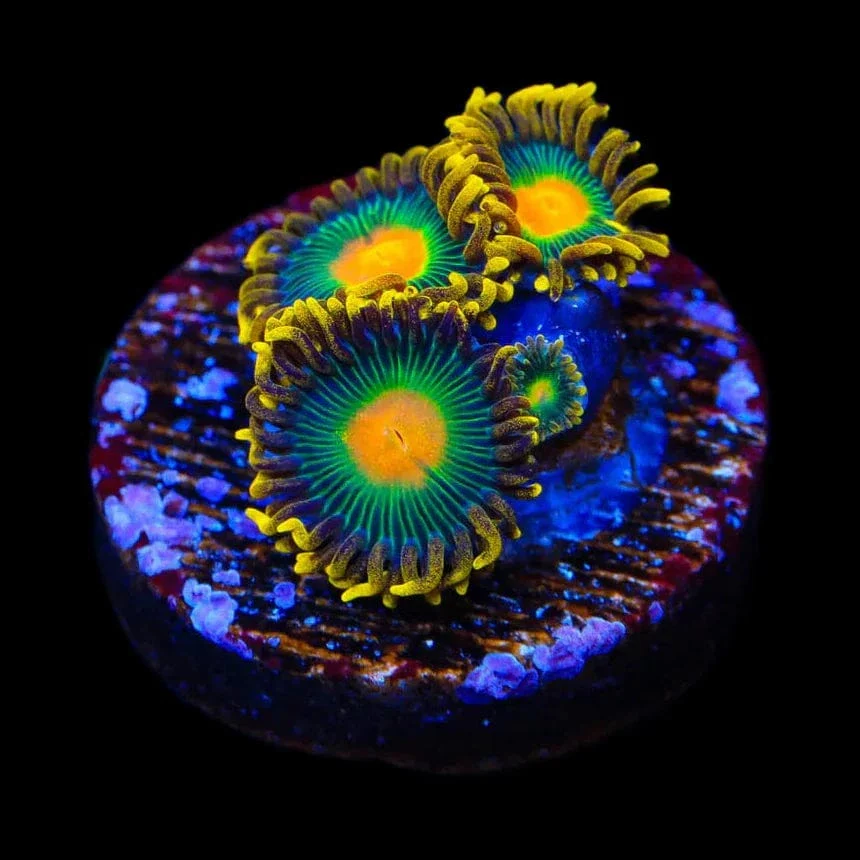 Green Bay Packer Zoanthids Coral - Image 3