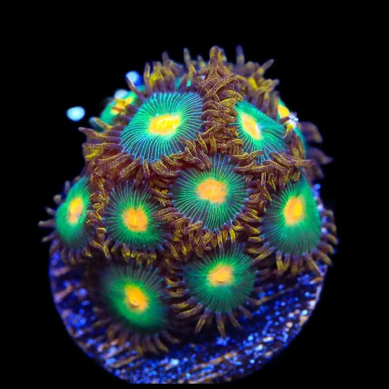 Green Bay Packer Zoanthids Coral - Image 4