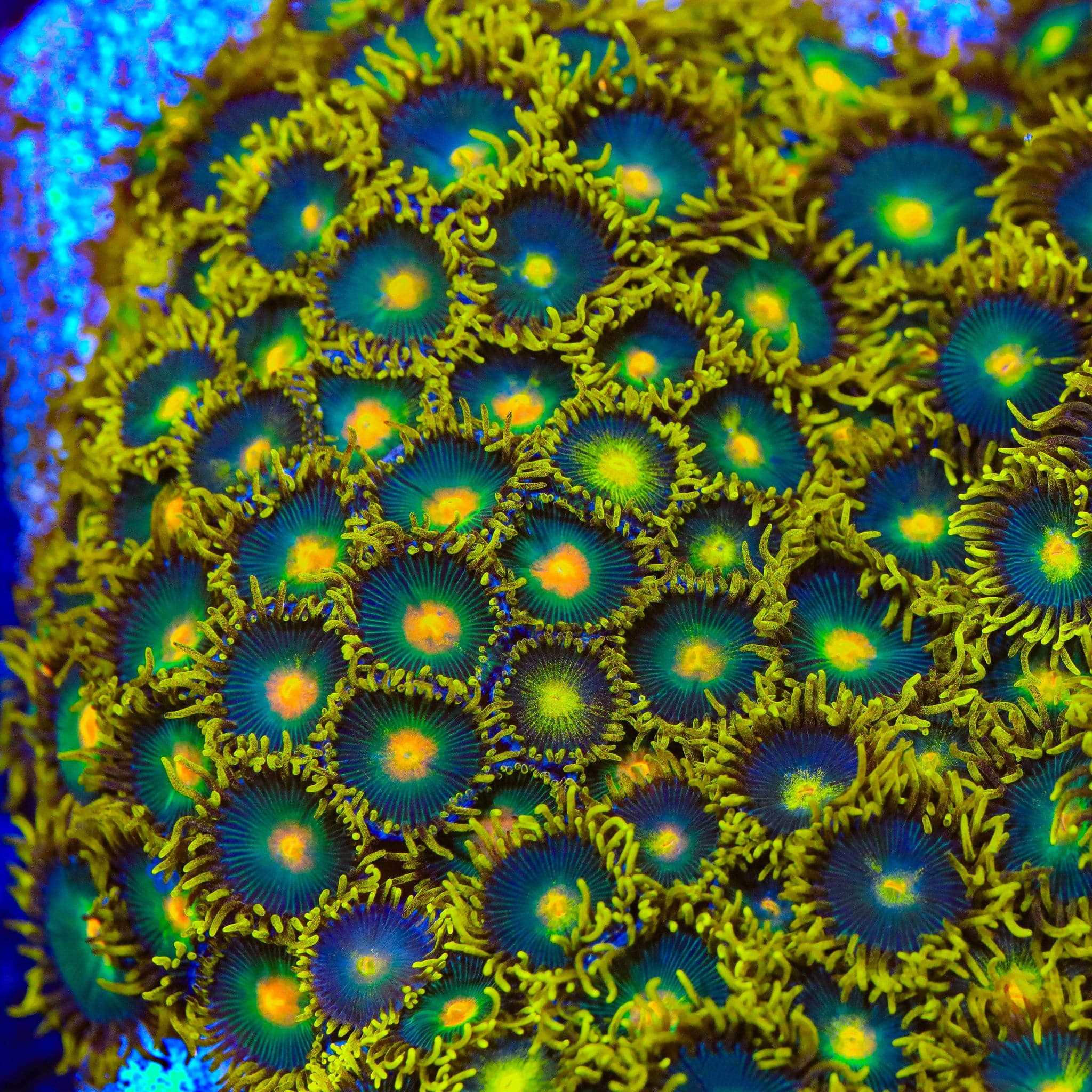Green Bay Packer Zoanthids Coral - Image 5