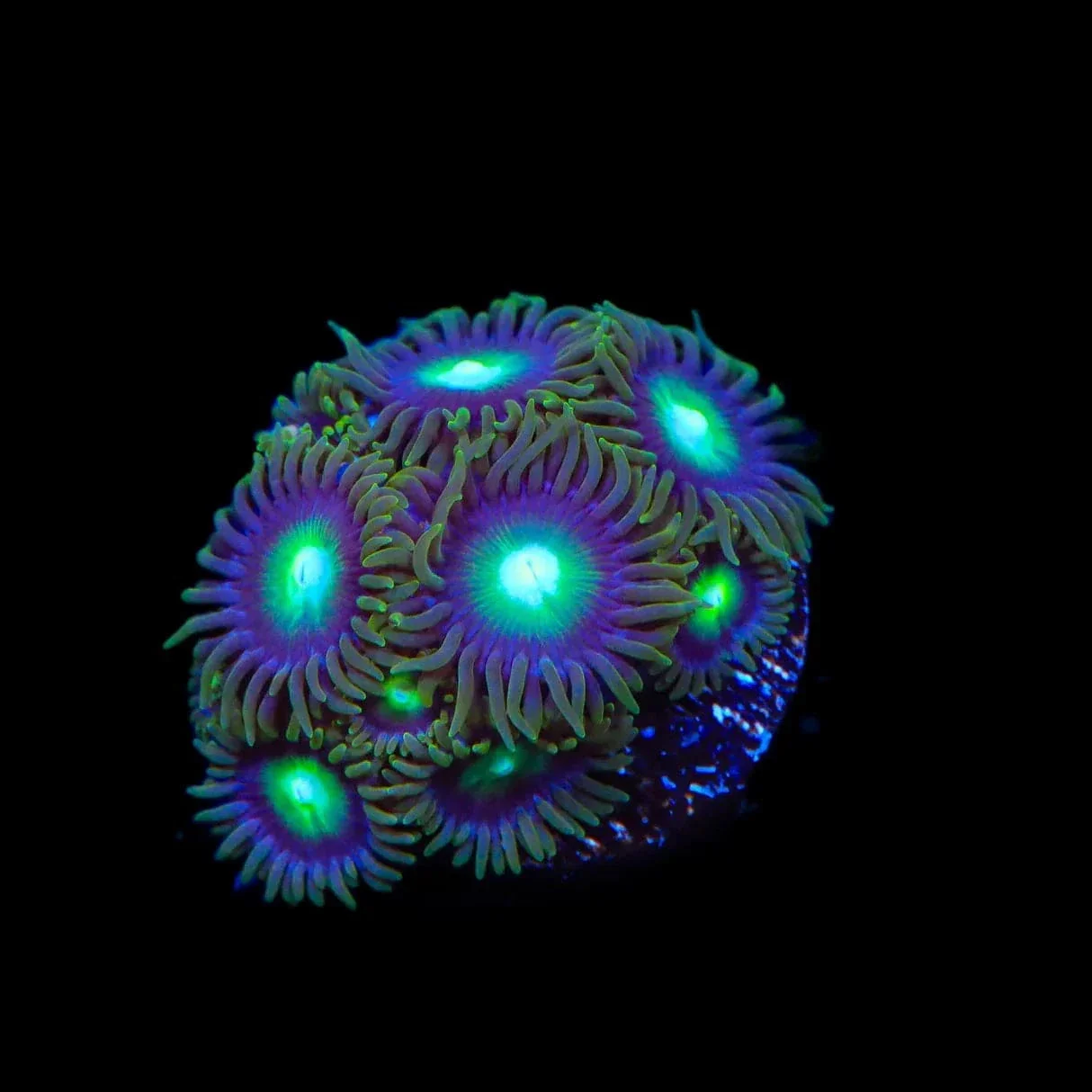 TSA Green Goblin Zoanthids Coral