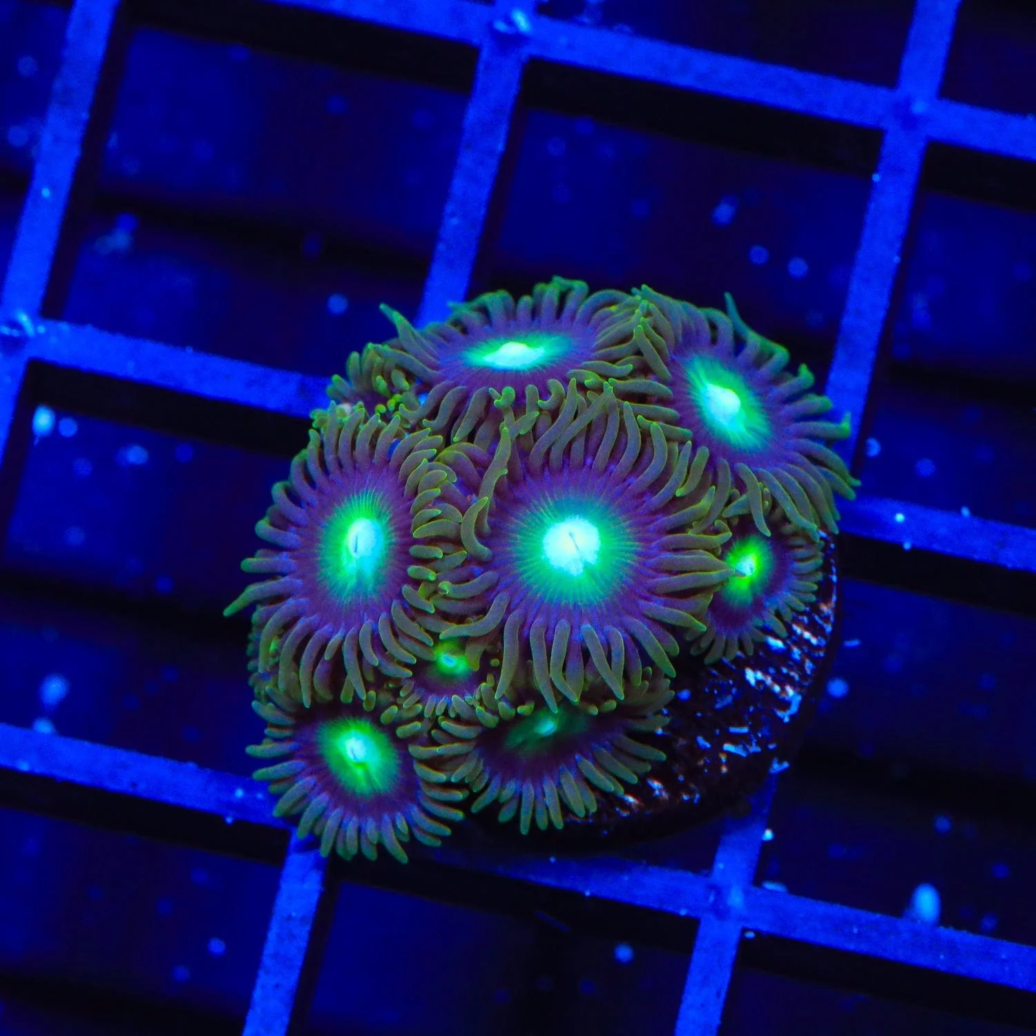 TSA Green Goblin Zoanthids Coral - Image 2