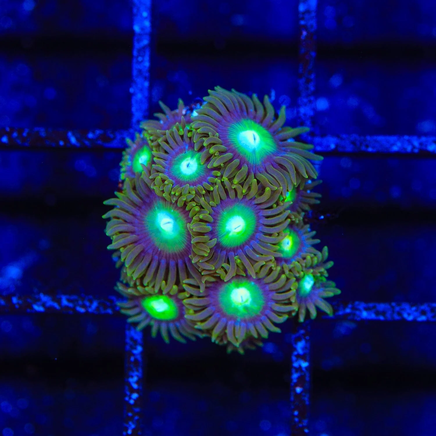 TSA Green Goblin Zoanthids Coral - Image 3