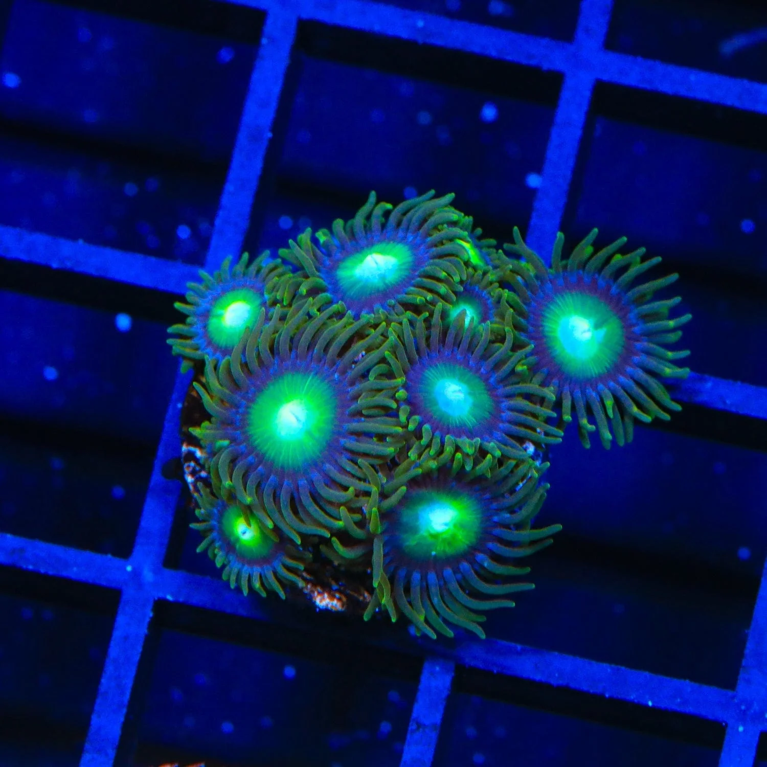 TSA Green Goblin Zoanthids Coral - Image 4