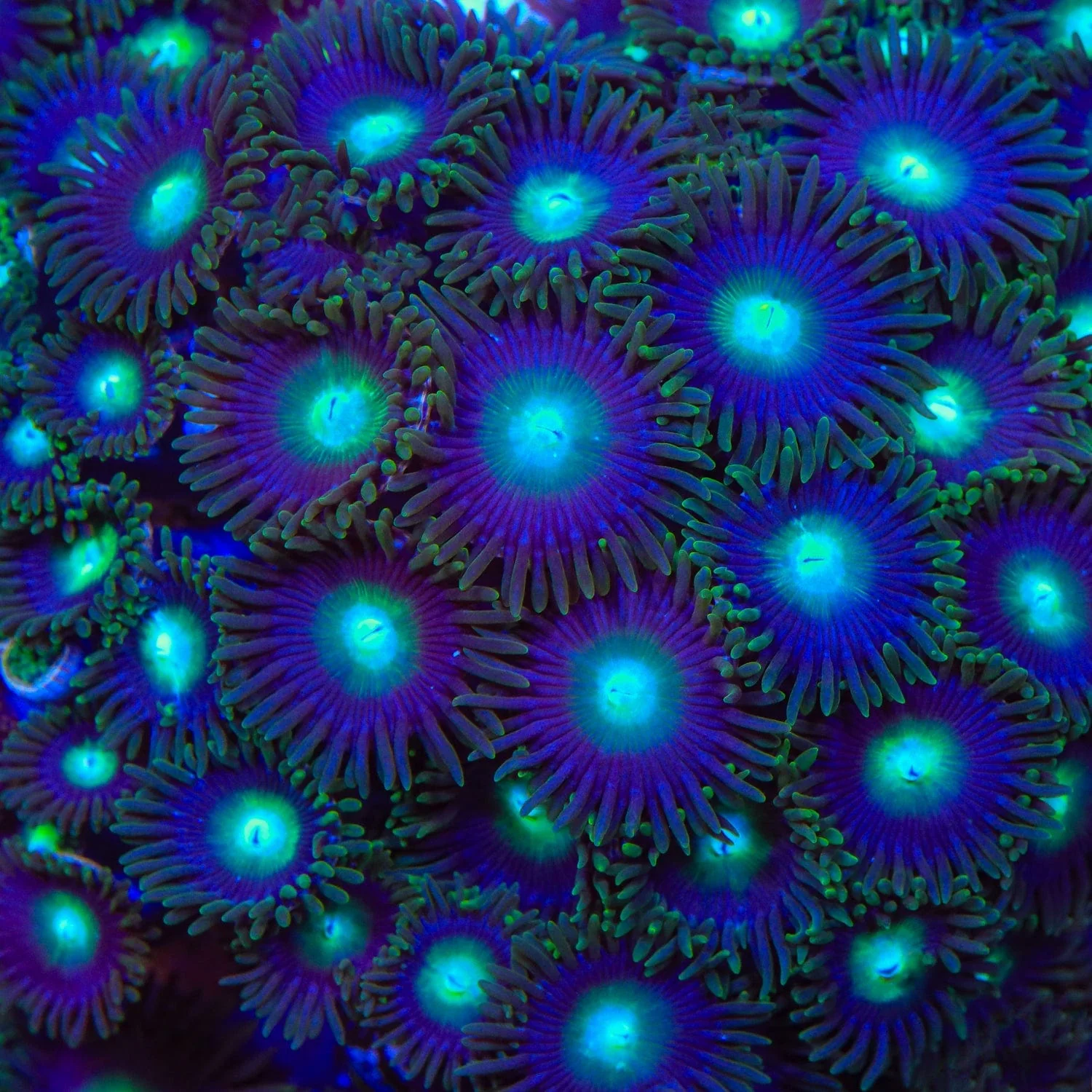 TSA Green Goblin Zoanthids Coral - Image 5