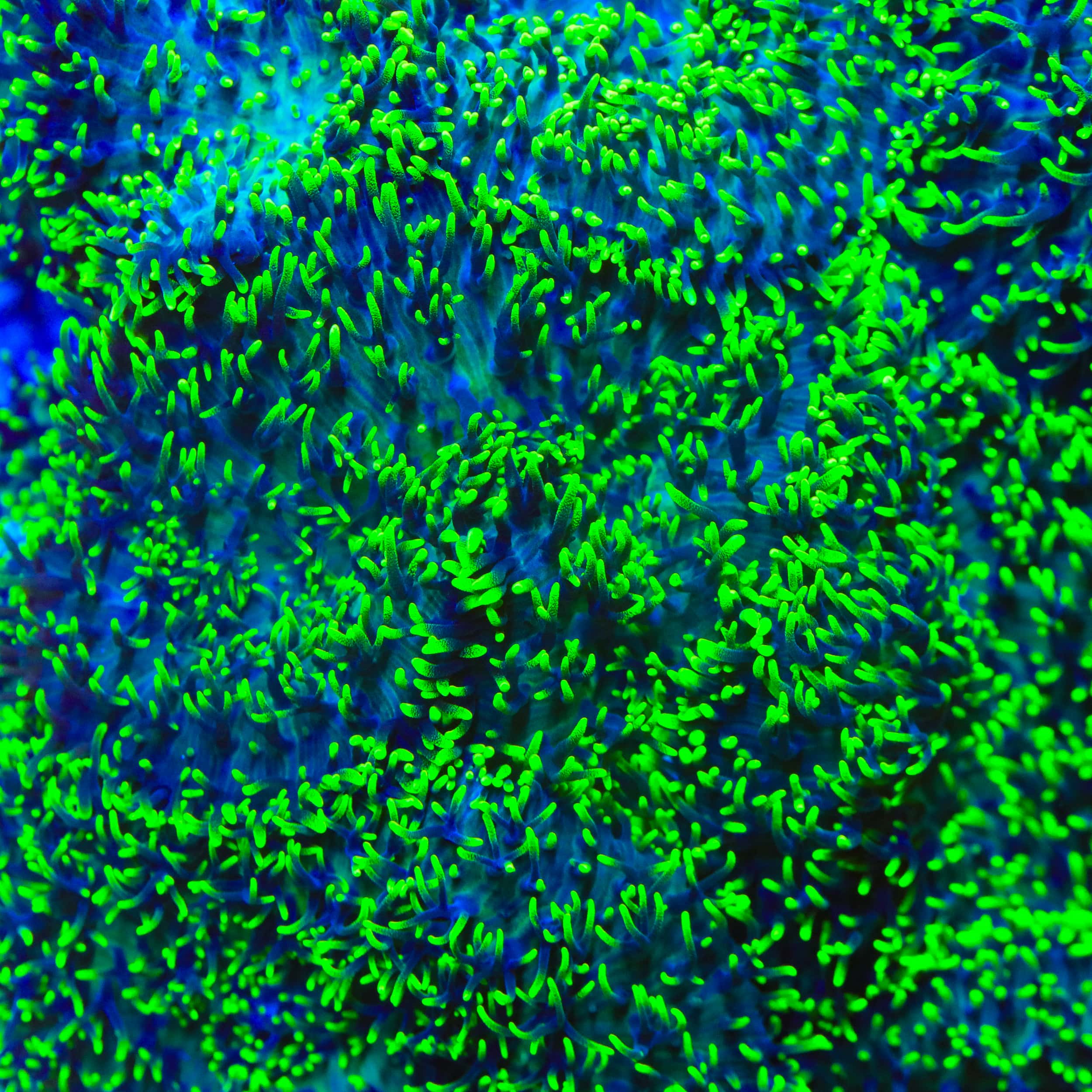 Green Hairy Mushroom Coral