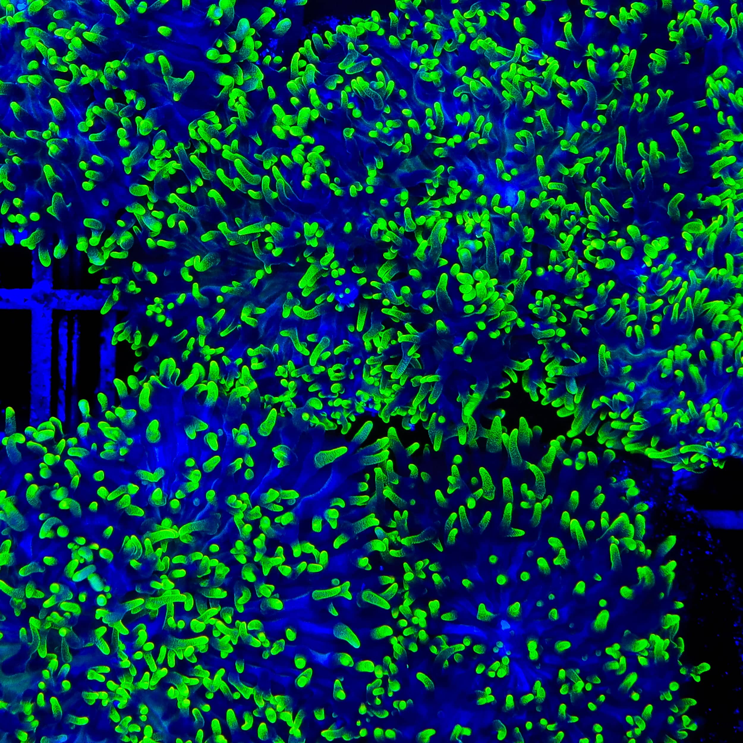 Green Hairy Mushroom Coral - Image 4