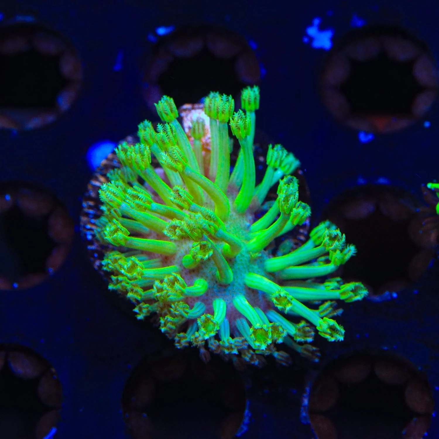 Green Long Polyp Toadstool Leather Coral