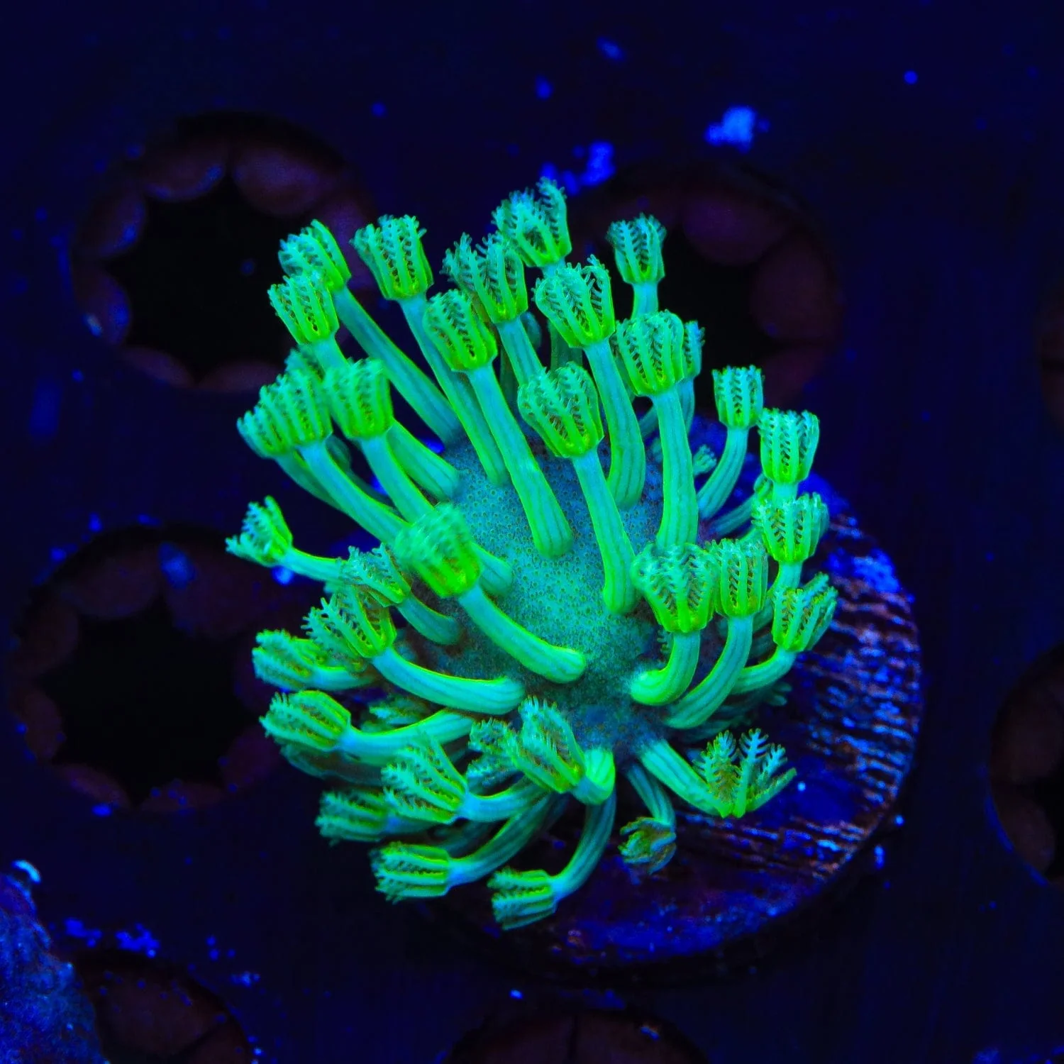 Green Long Polyp Toadstool Leather Coral - Image 2
