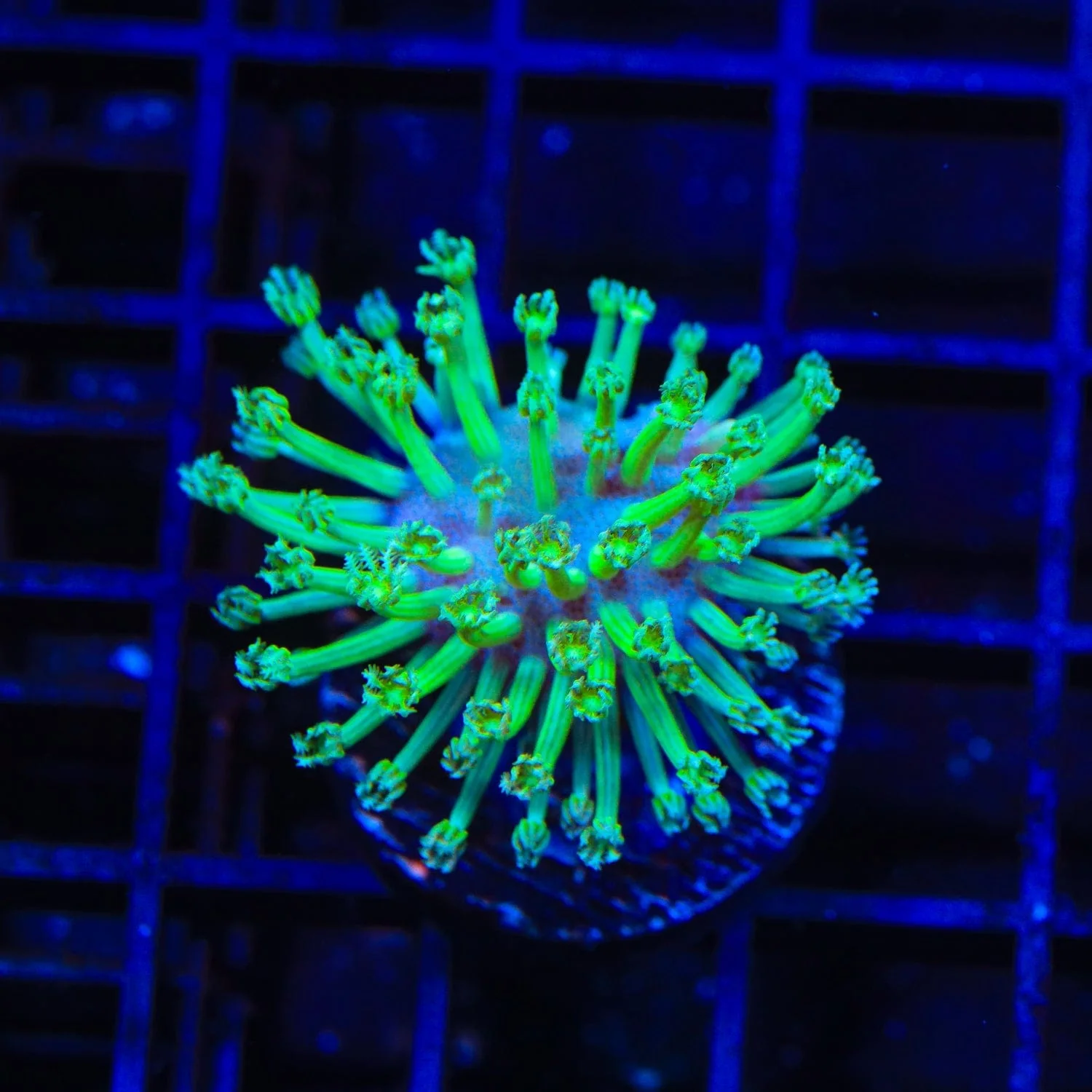 Green Long Polyp Toadstool Leather Coral - Image 3