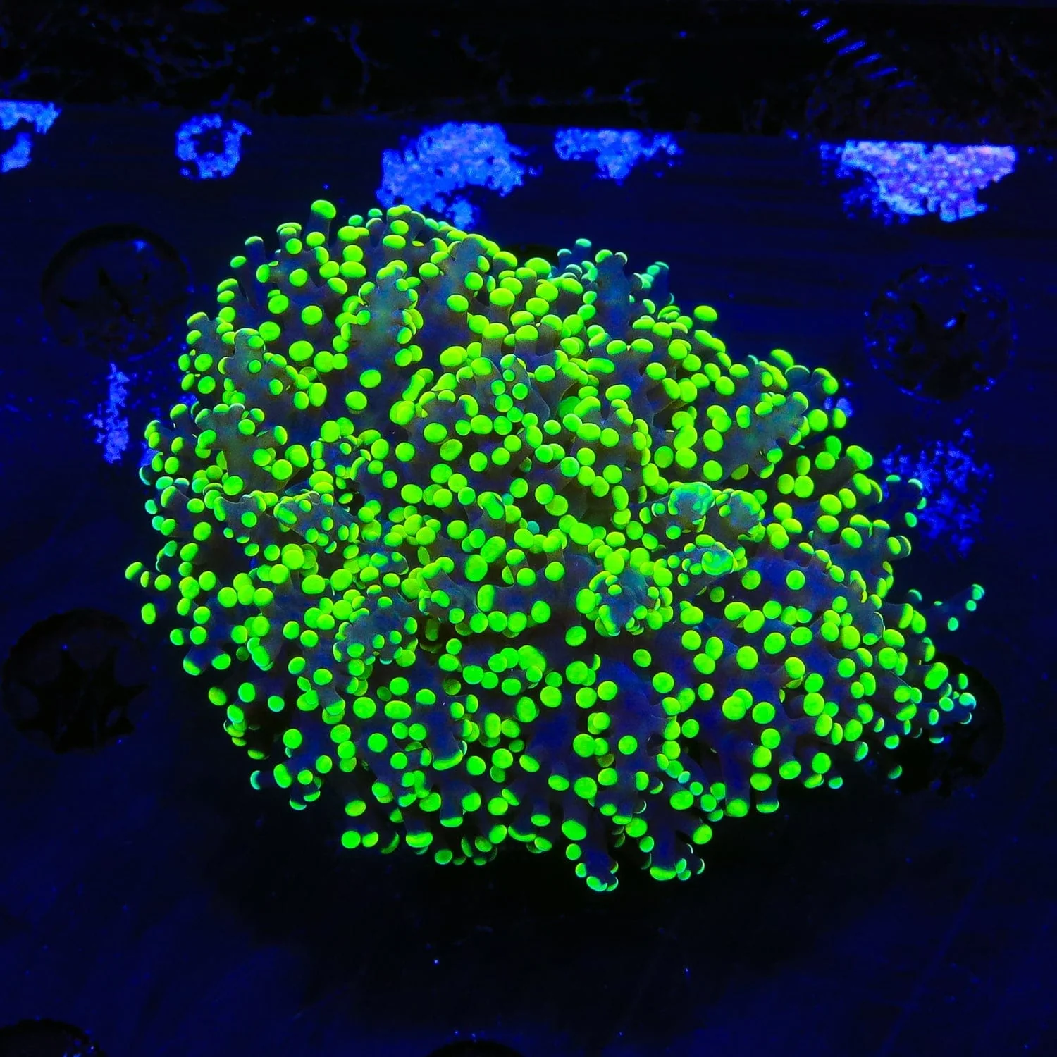 Green Octospawn Coral - Image 3