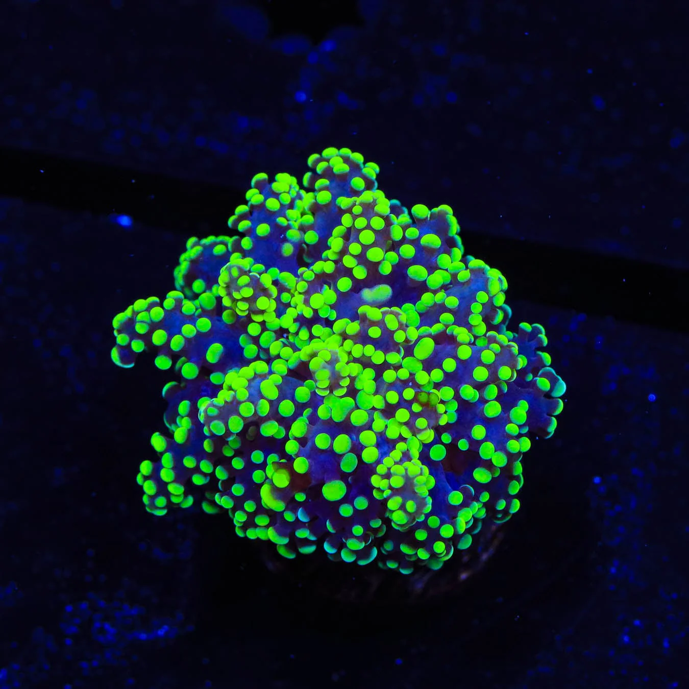 Green Octospawn Coral - Image 4