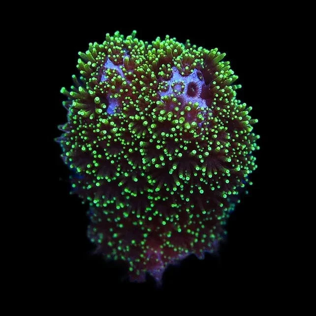 Green Pocillopora Coral - Image 2