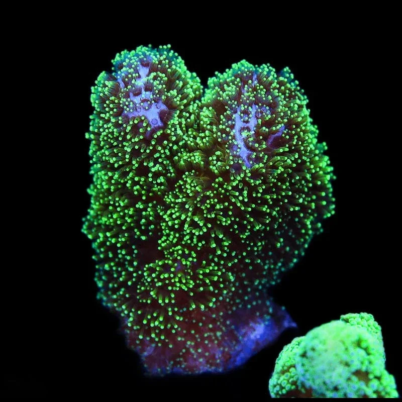 Green Pocillopora Coral - Image 3