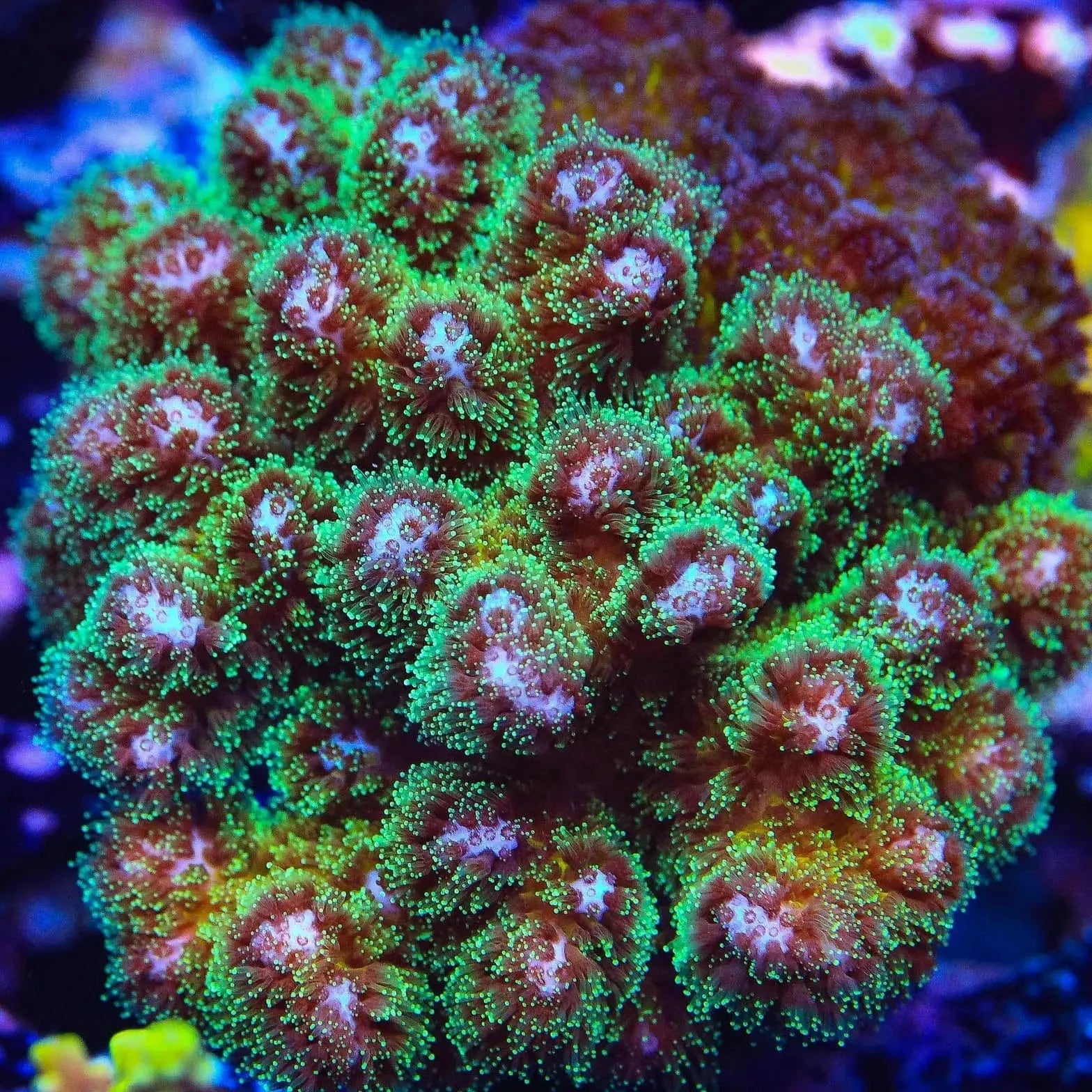 Green Pocillopora Coral - Image 4