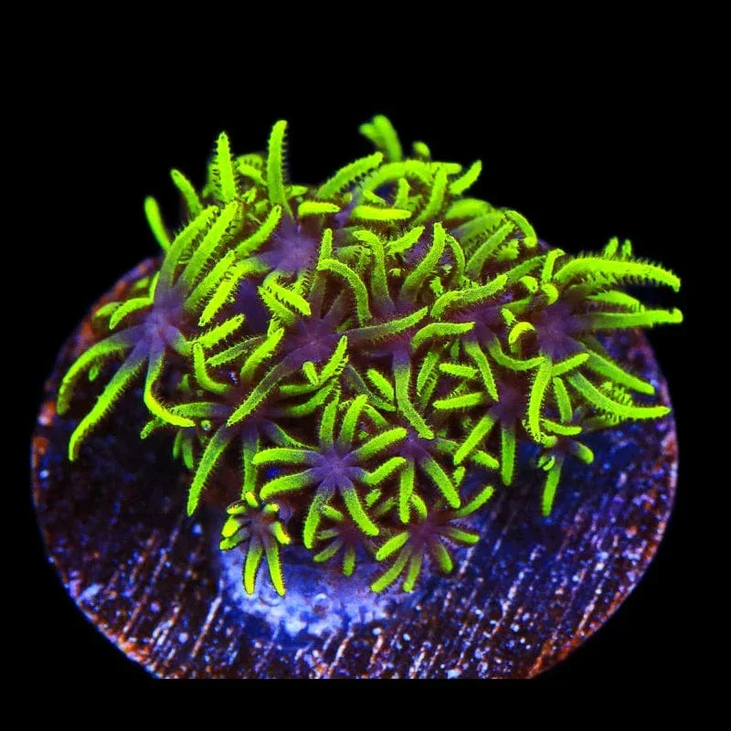 Green Star Polyps Coral - Image 3