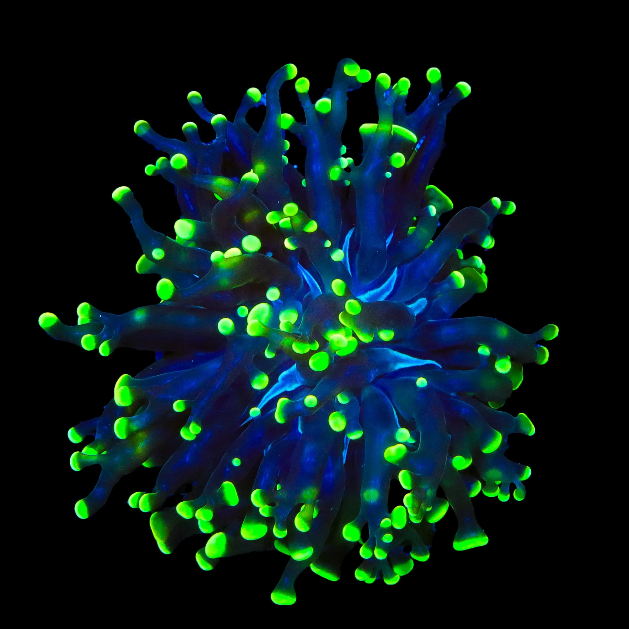 Green Tip Frammer Coral - Image 2