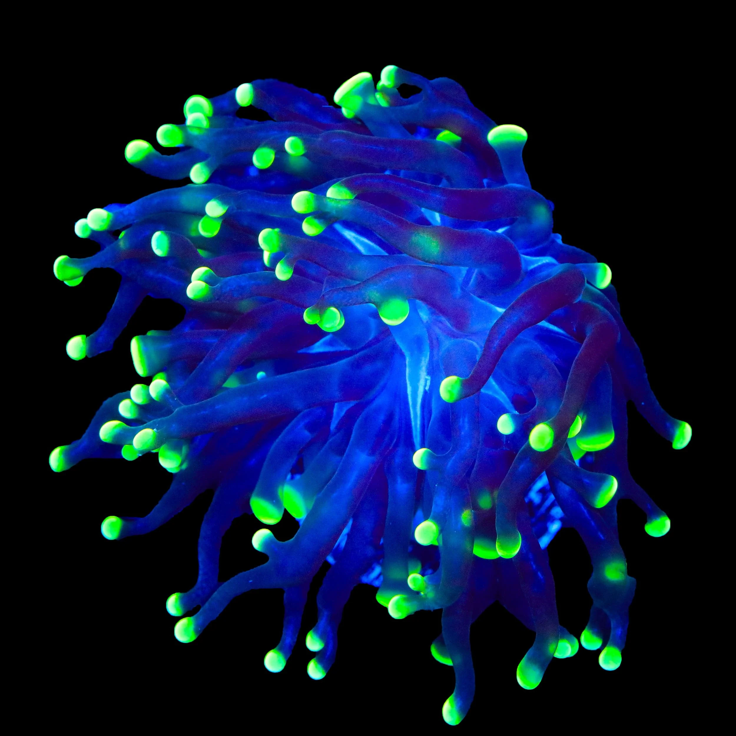 Green Tip Frammer Coral - Image 3