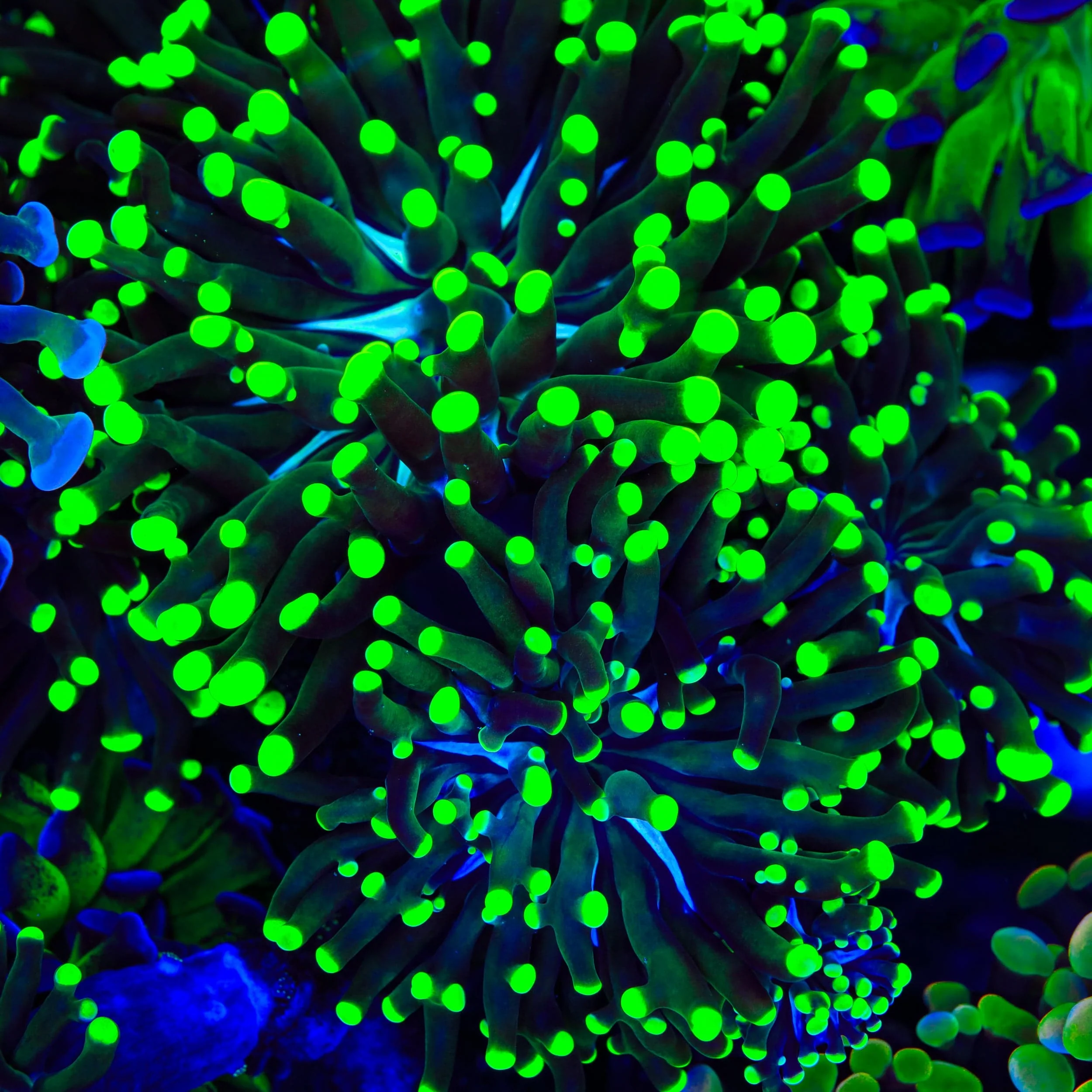 Green Tip Frammer Coral - Image 4