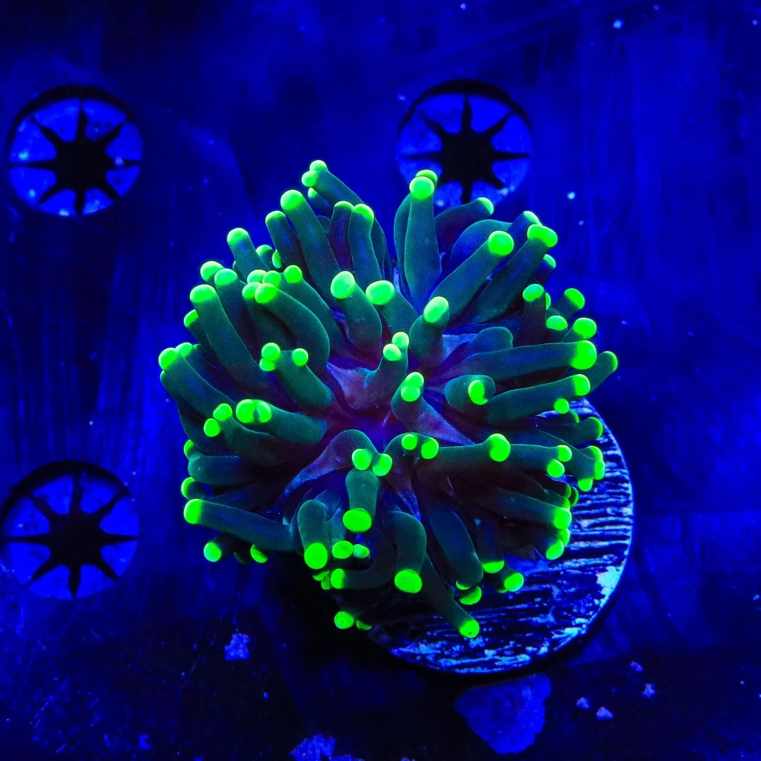 Green Tip Frogspawn Coral - Image 3