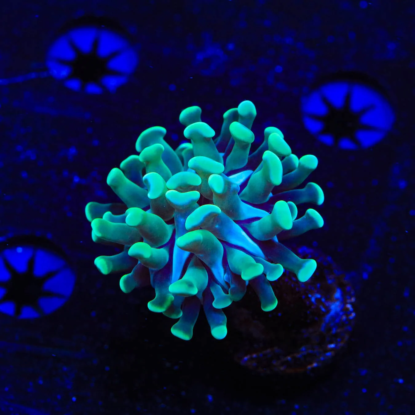 Green Tip Hammer Coral - Image 4