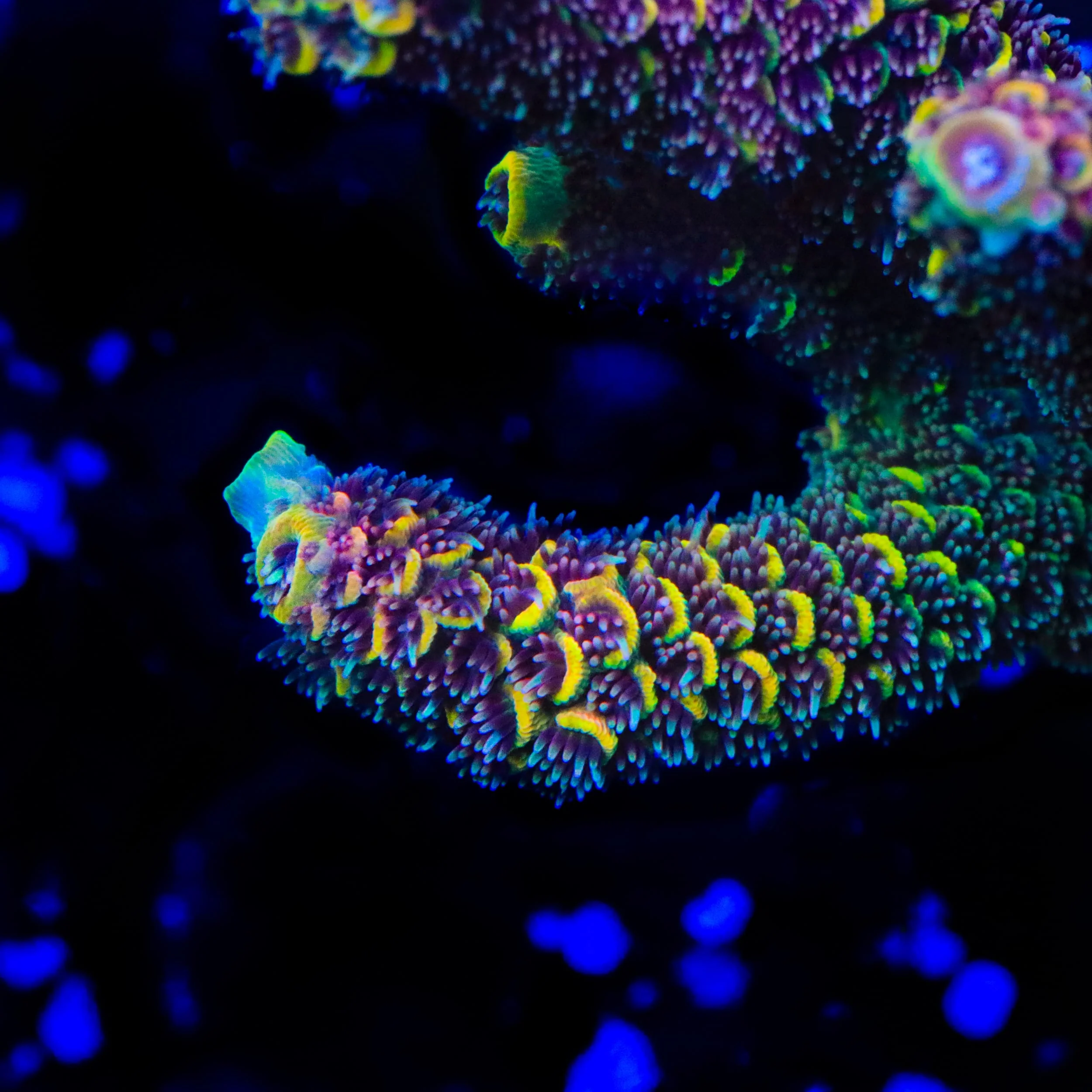 GWS Eternal Spathulata Acropora Coral - Image 2