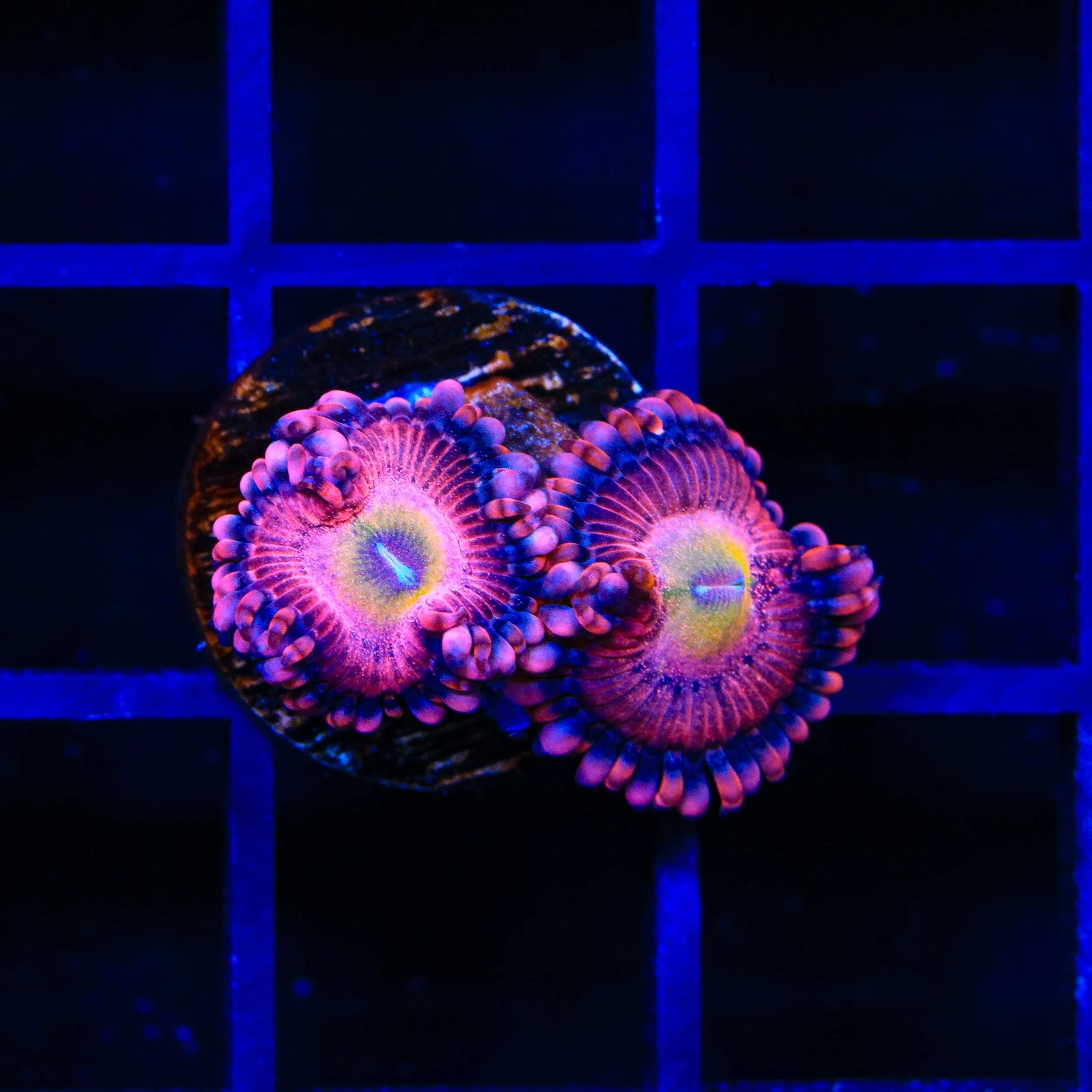 Halle Berry Zoanthids Coral - Image 3