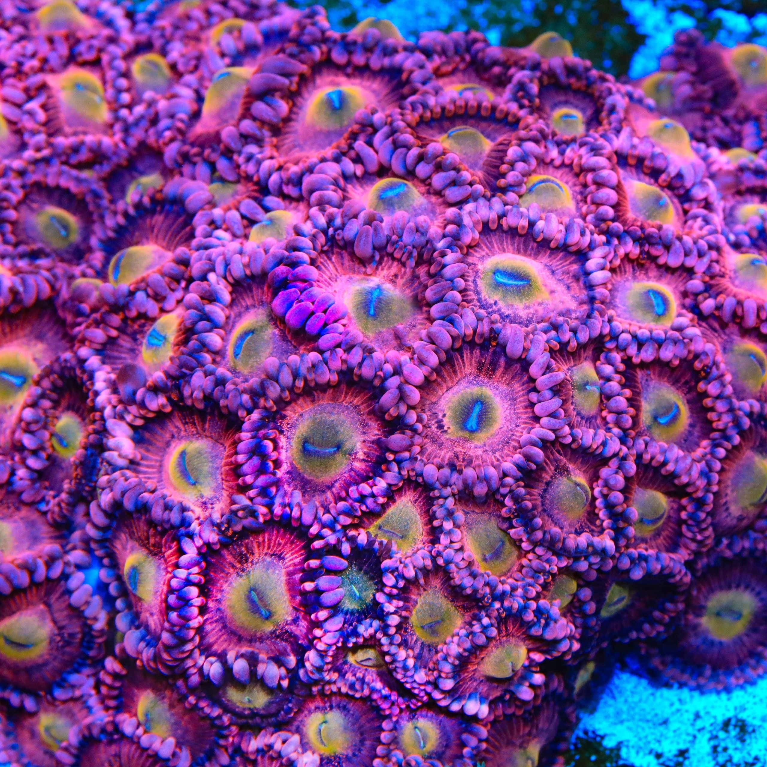 Halle Berry Zoanthids Coral - Image 4