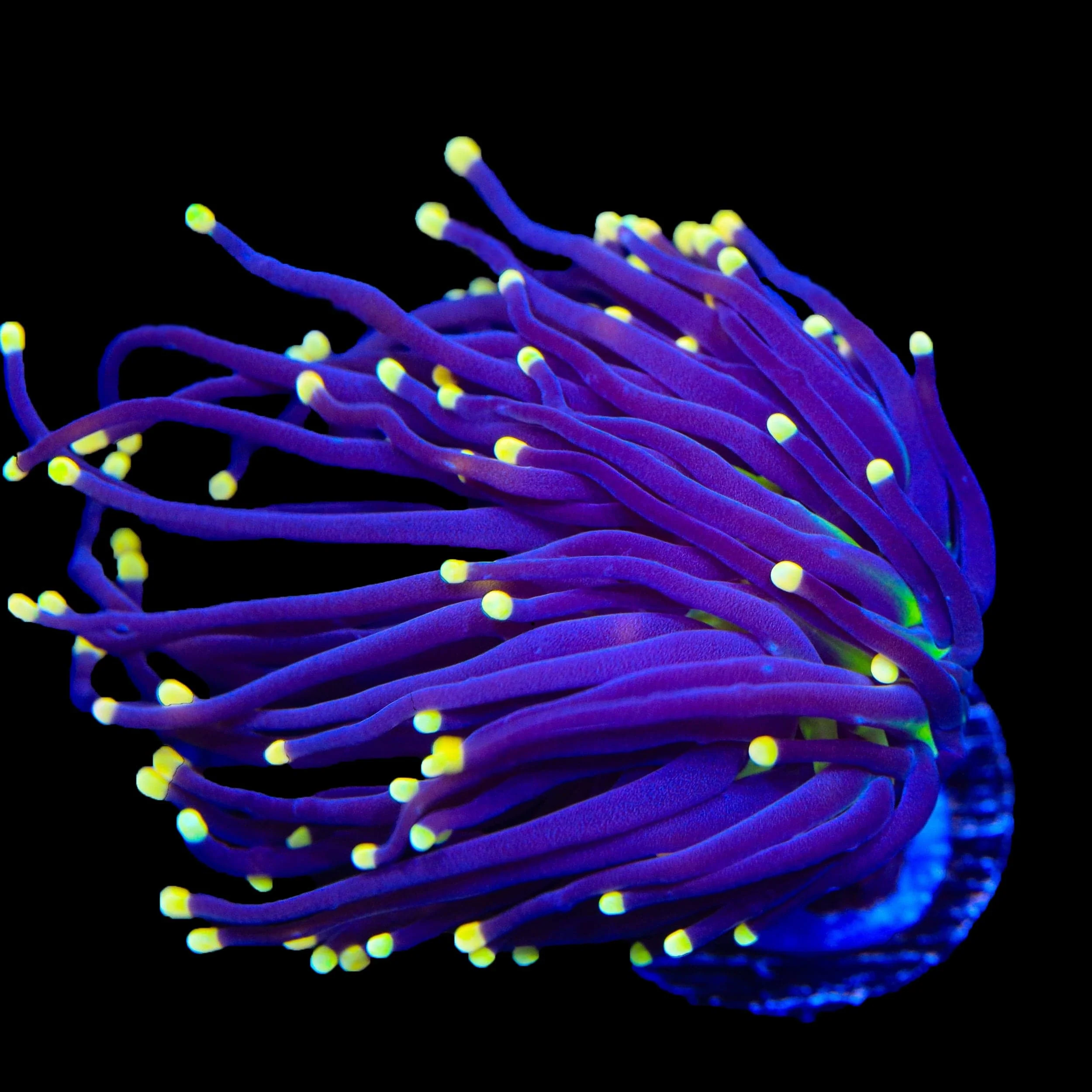 High Beam Torch Coral - Image 2