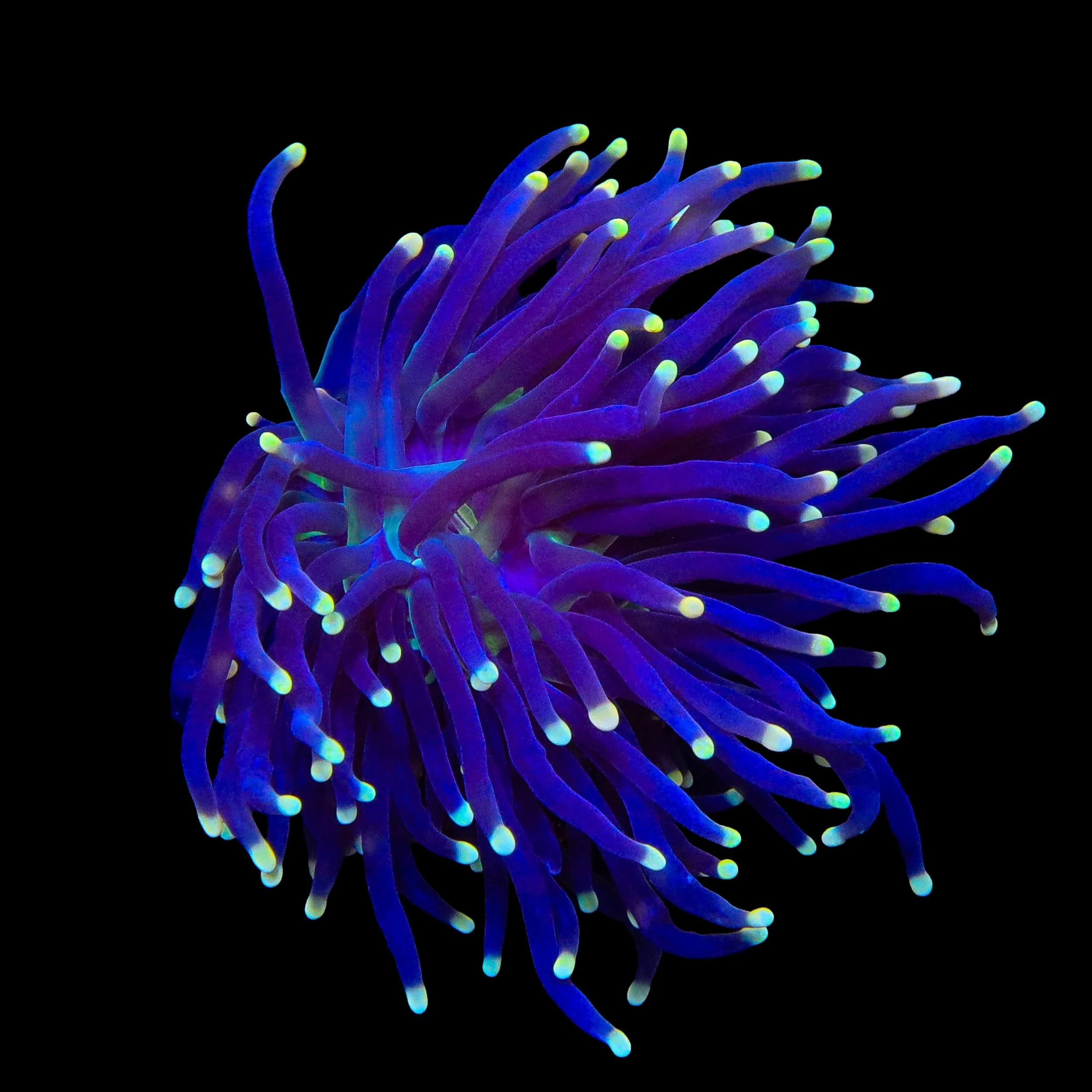 High Beam Torch Coral - Image 3