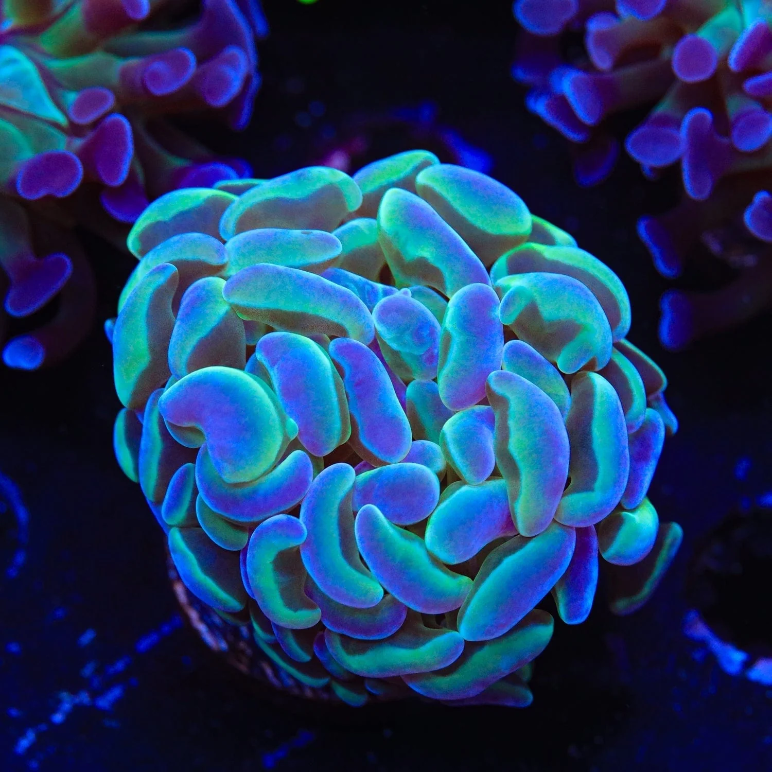 Hologram Hammer Coral - Image 3