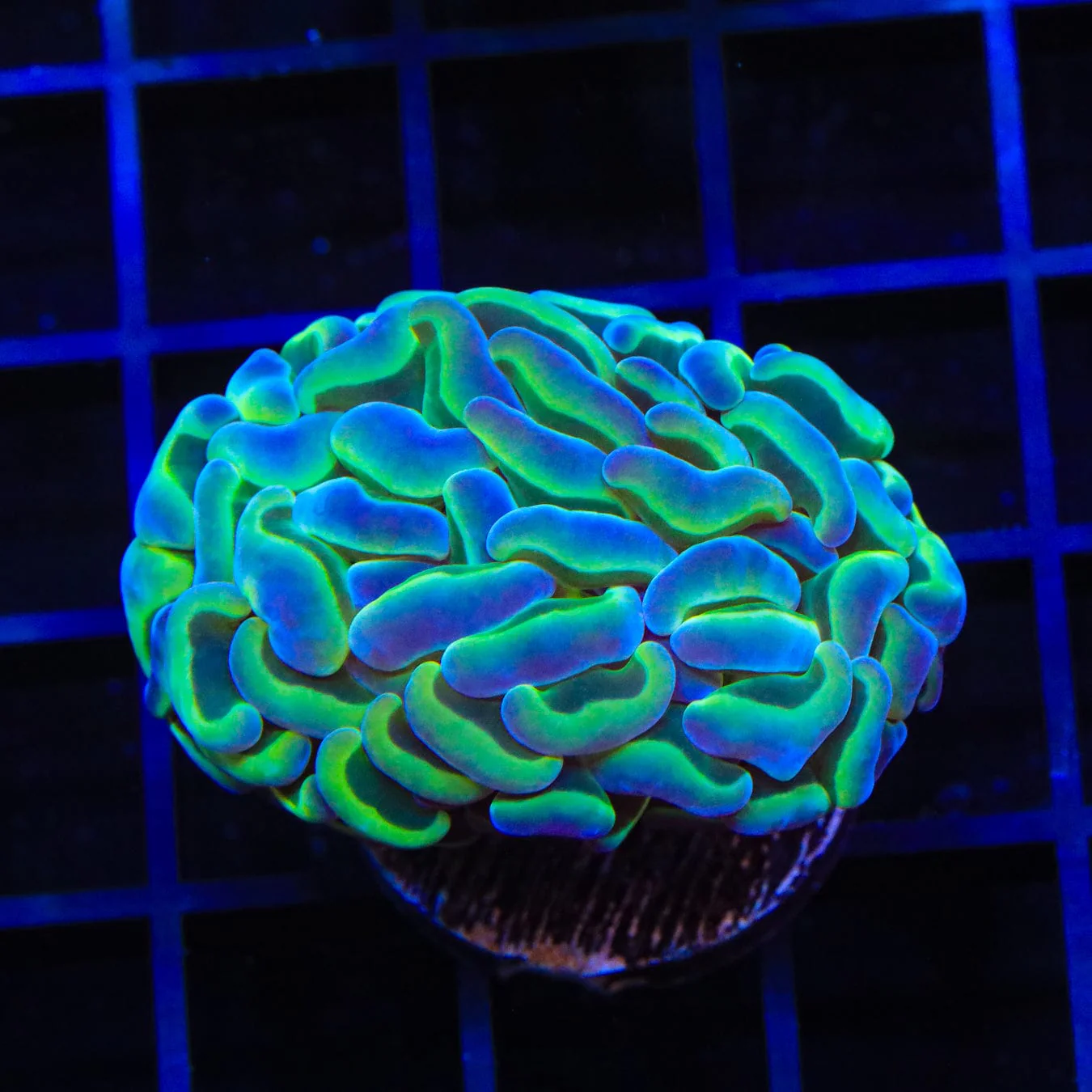 Hologram Hammer Coral - Image 4