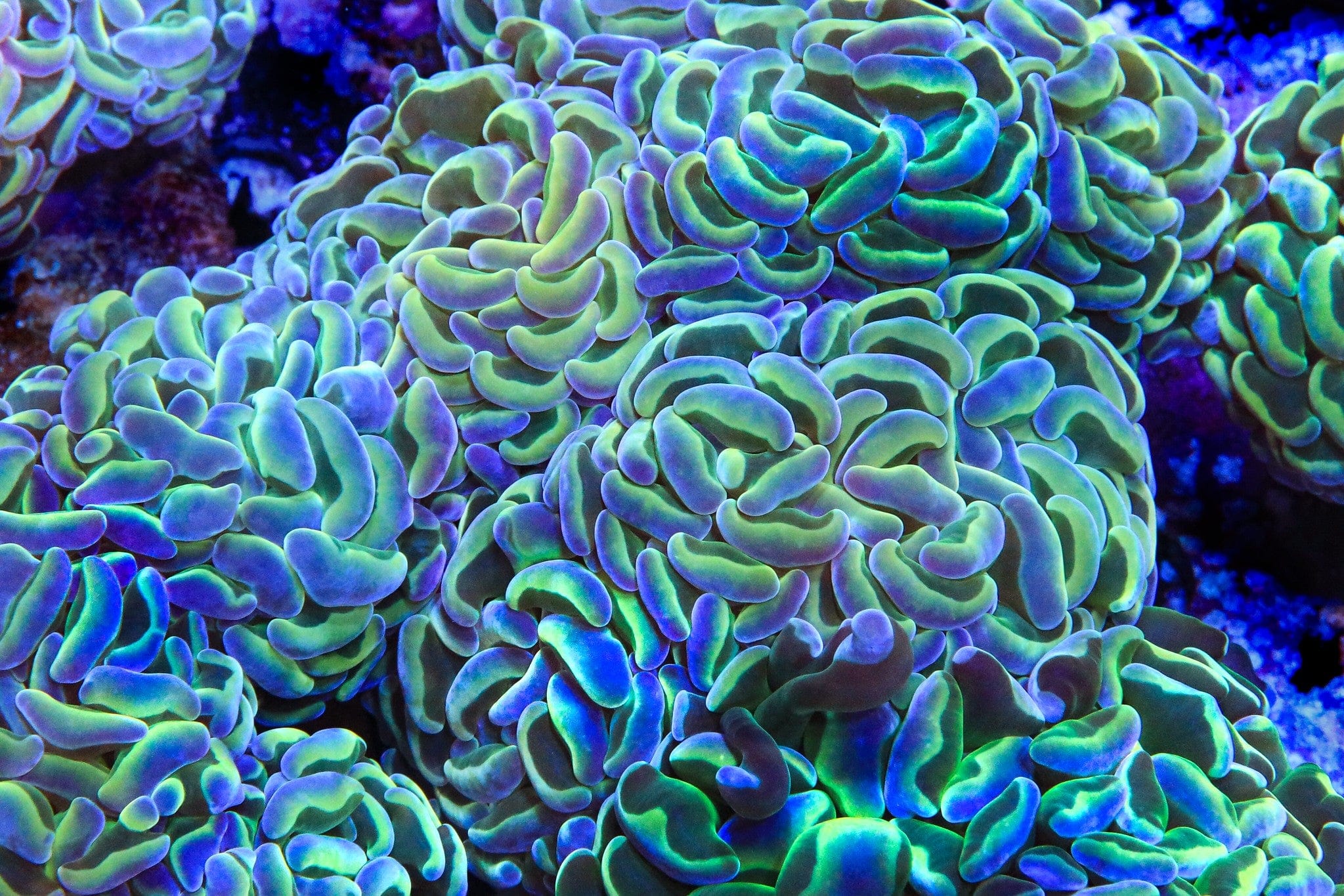 Hologram Hammer Coral - Image 5