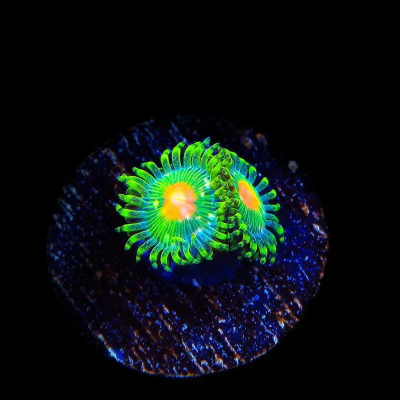 Miami Hurricane Zoanthids Coral - Image 2
