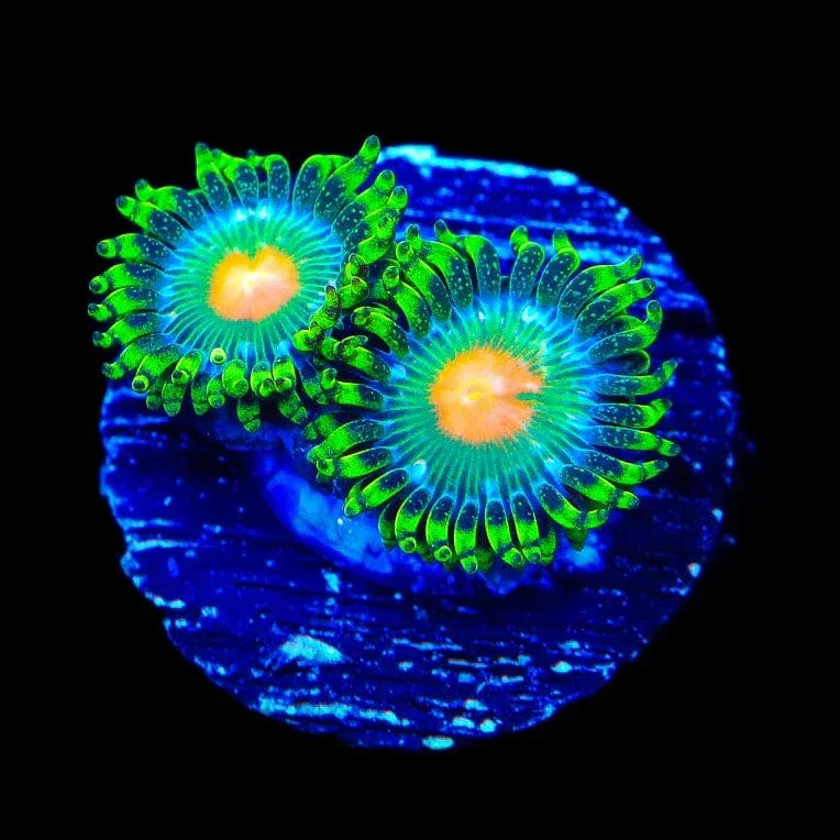 Miami Hurricane Zoanthids Coral - Image 3