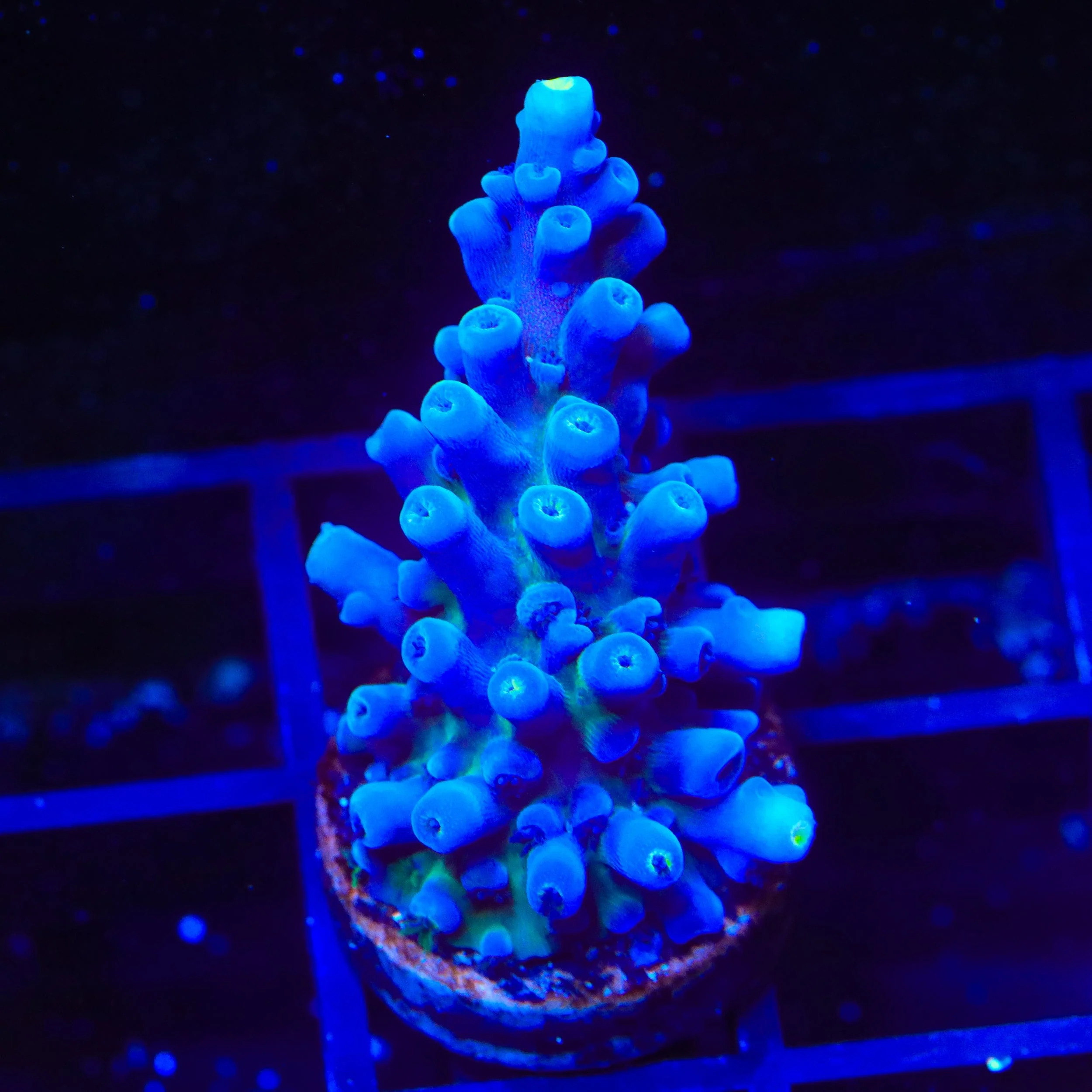 Coral Frags for Sale